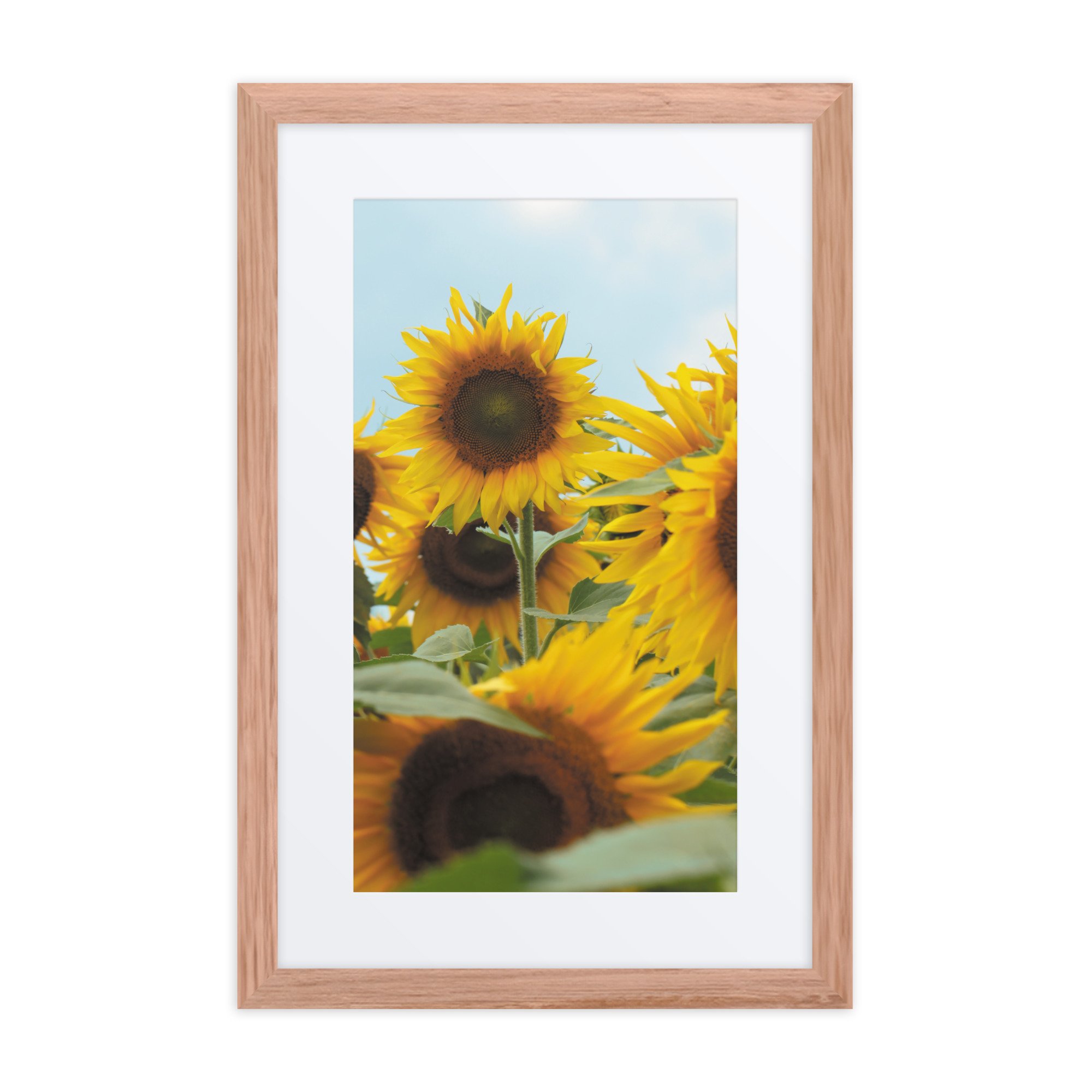 matte-paper-framed-poster-with-mat-(in)-red-oak-12x18-front-67fae394f0095.jpg