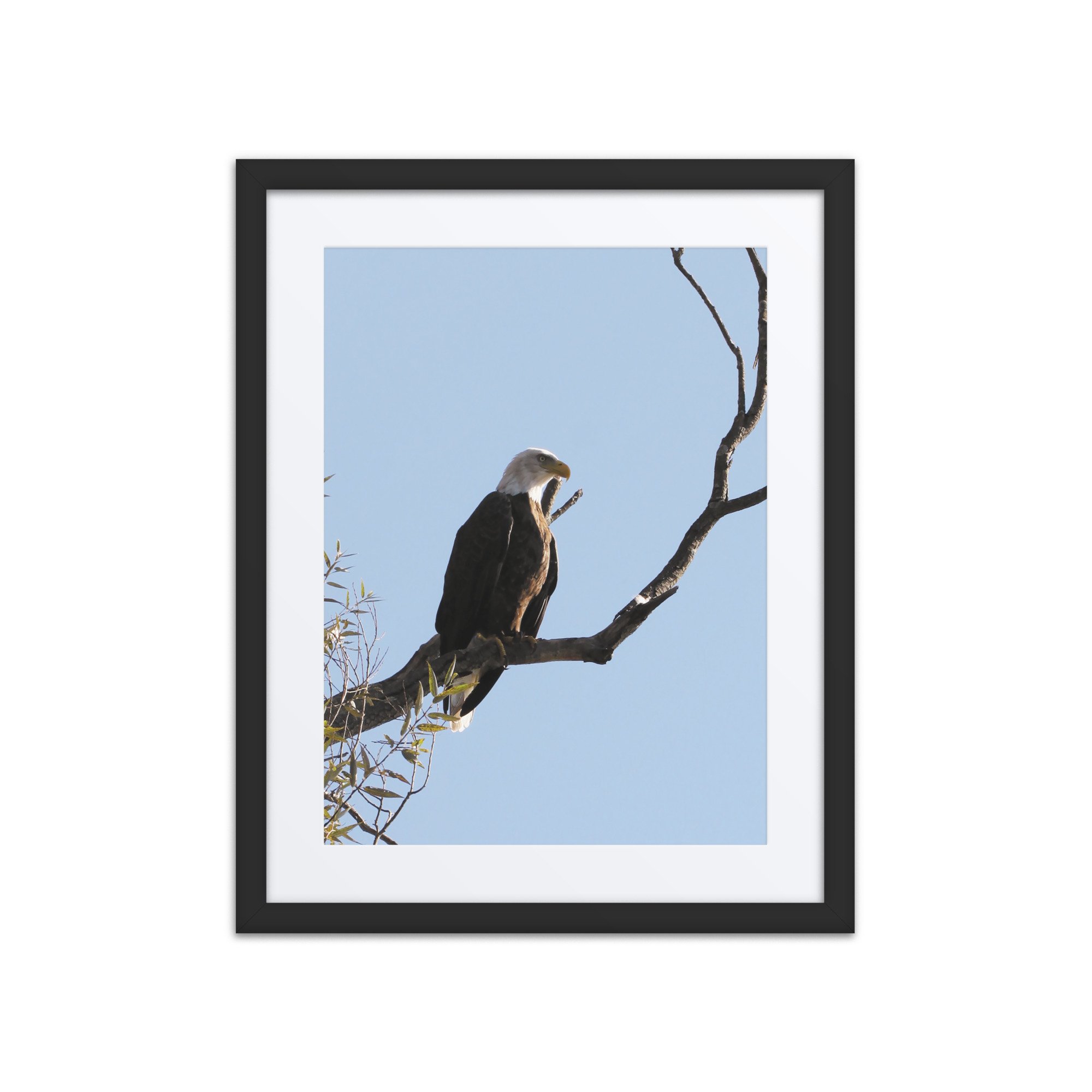 matte-paper-framed-poster-with-mat-(in)-black-16x20-front-67fae3d1c87e6.jpg