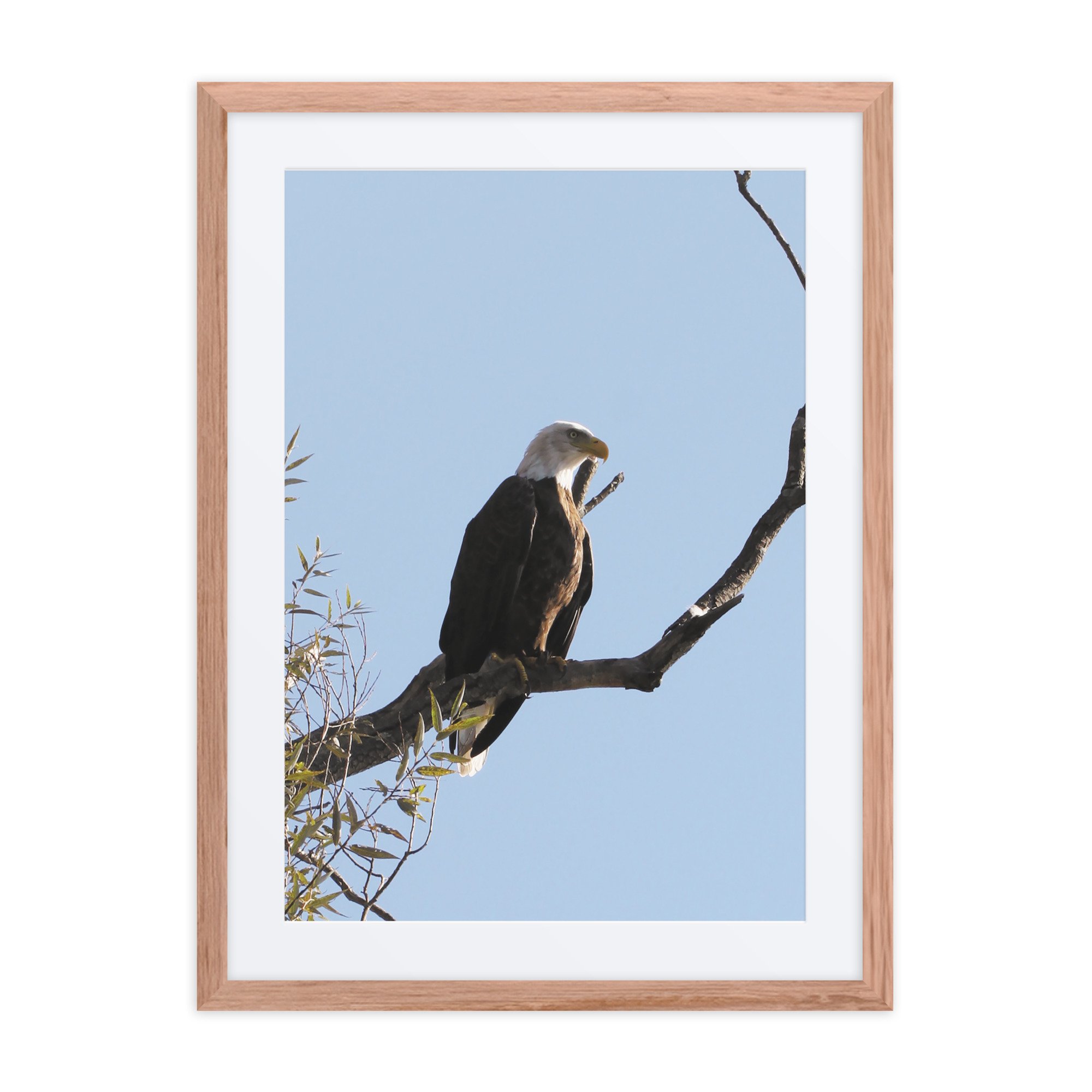 matte-paper-framed-poster-with-mat-(in)-red-oak-18x24-front-67fae3d1c8907.jpg