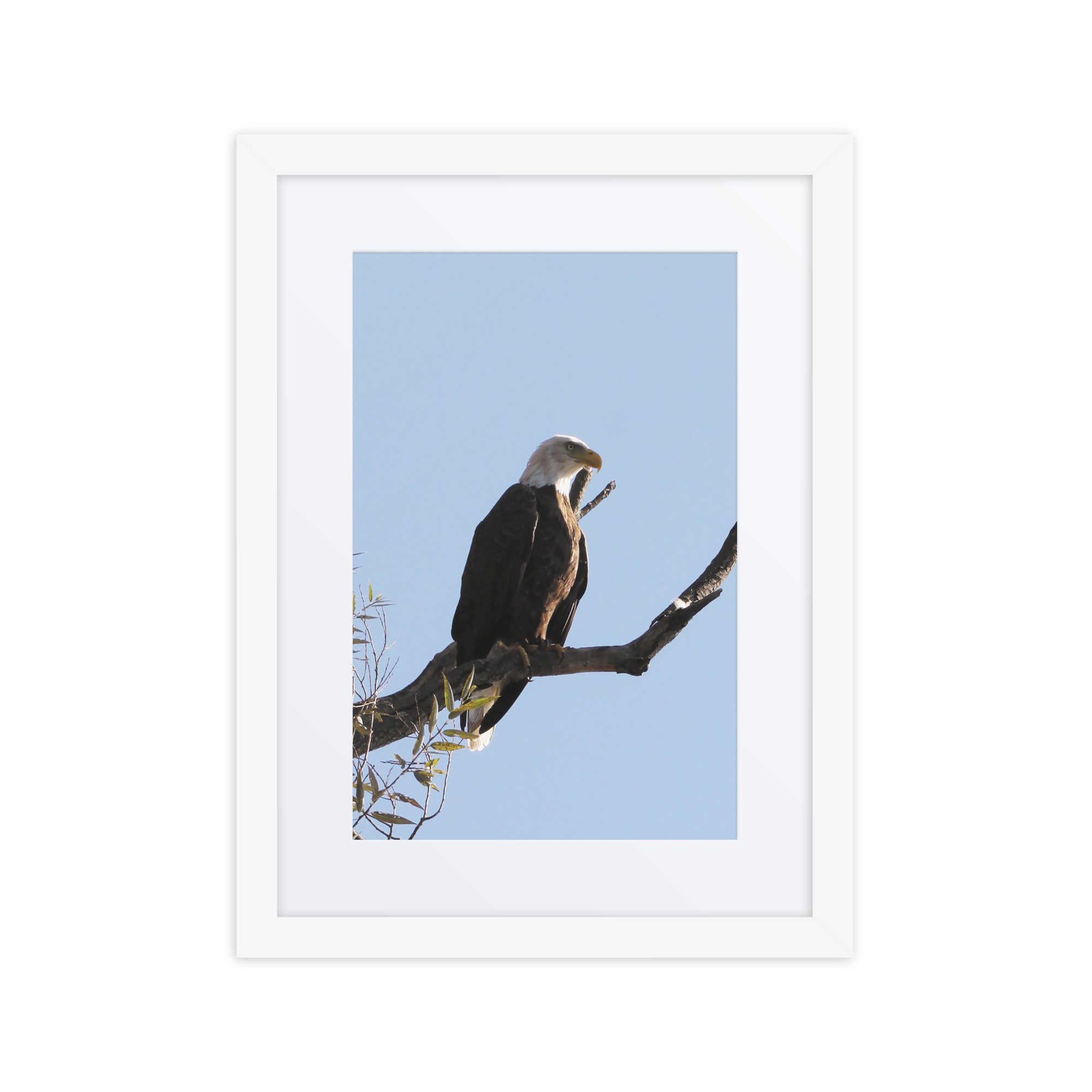 matte-paper-framed-poster-with-mat-(in)-white-12x16-front-67fae3d1c894f.jpg