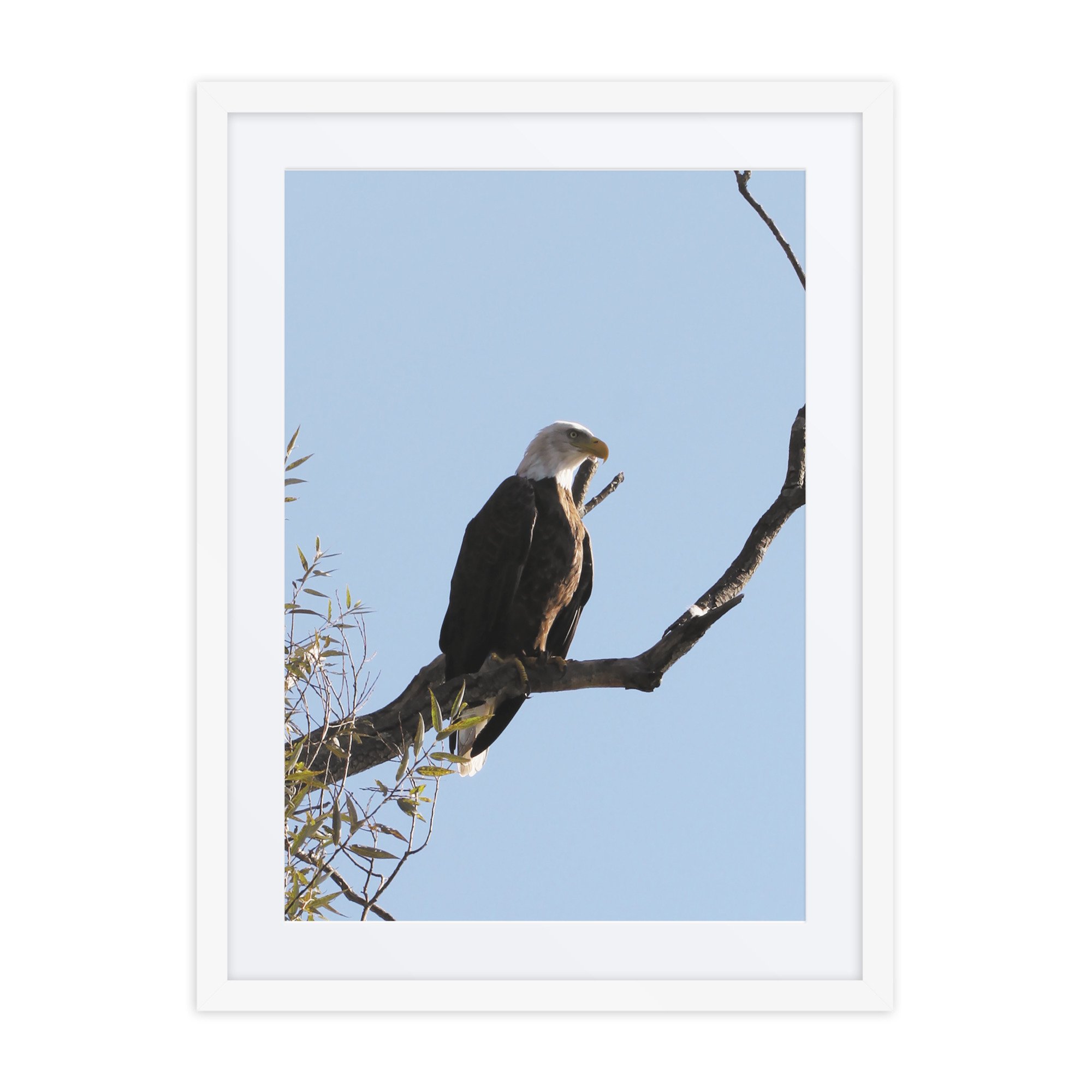 matte-paper-framed-poster-with-mat-(in)-white-18x24-front-67fae3d1c8a1e.jpg