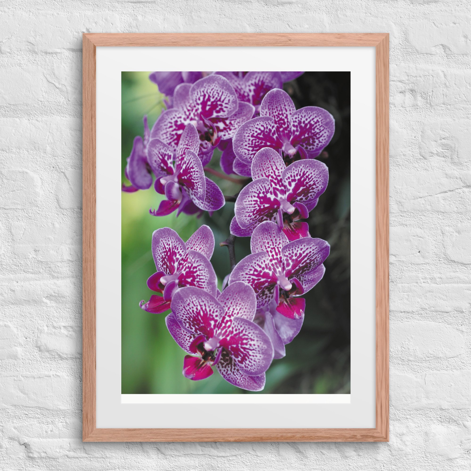 matte-paper-framed-poster-with-mat-(in)-red-oak-18x24-front-67fb0d4b554a1.jpg