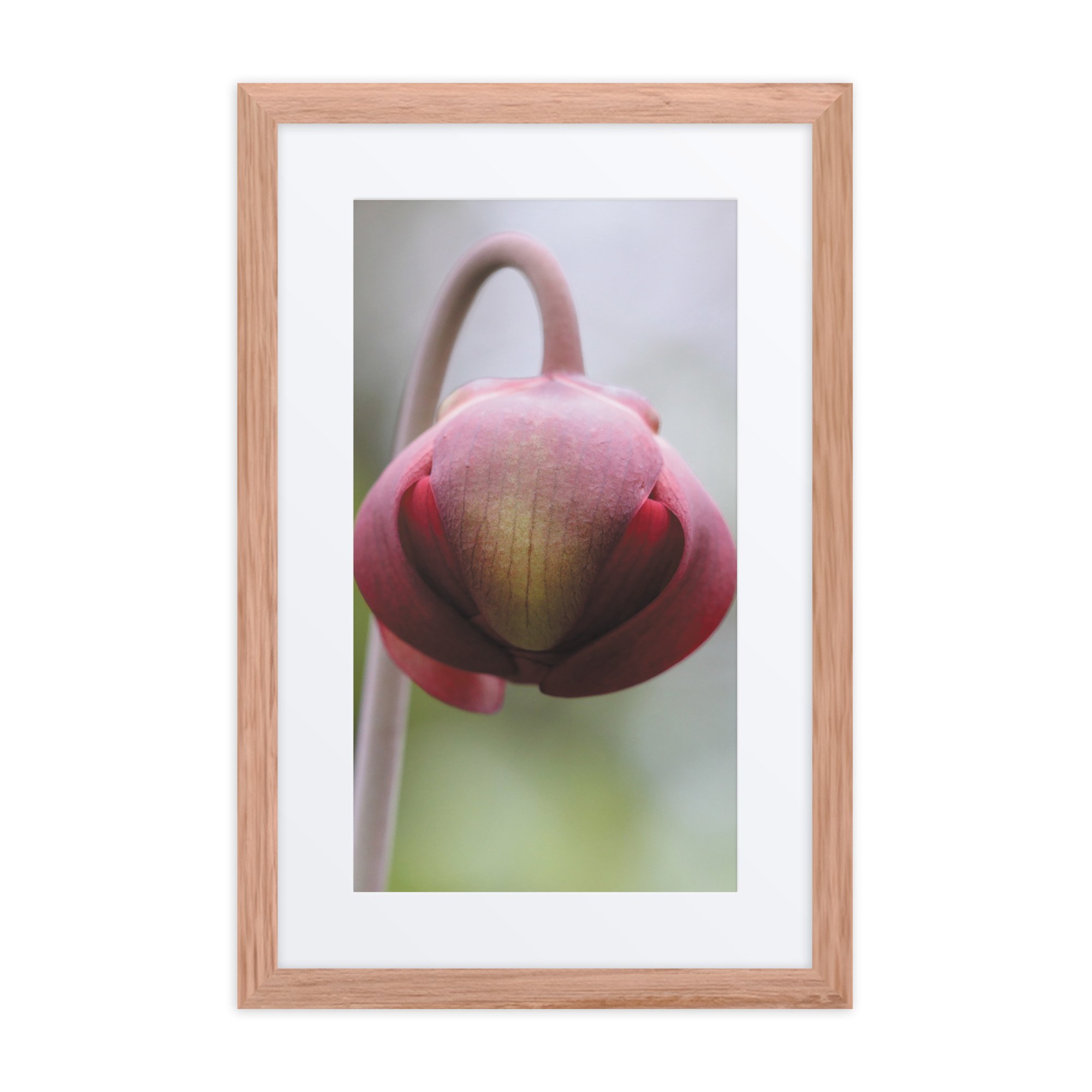 matte-paper-framed-poster-with-mat-(in)-red-oak-12x18-front-67fb0d6670d3a.jpg