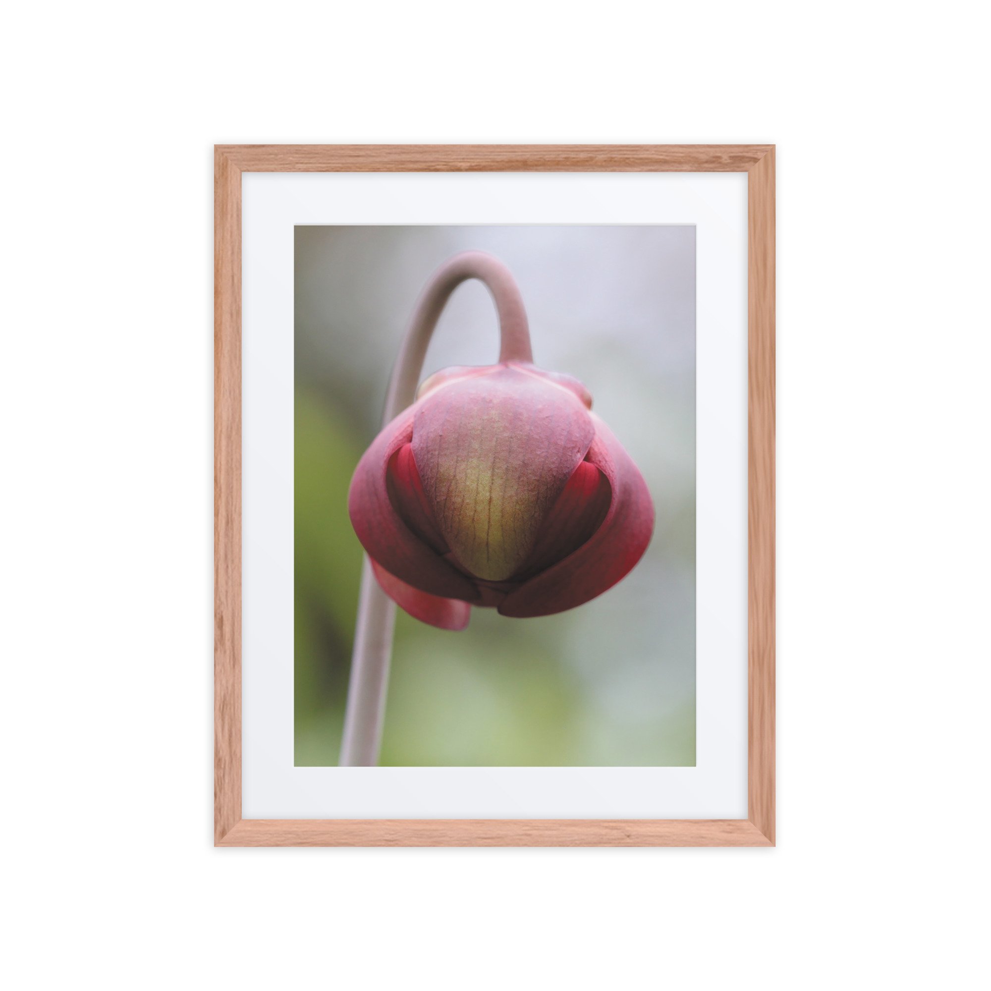matte-paper-framed-poster-with-mat-(in)-red-oak-16x20-front-67fb0d6670da6.jpg