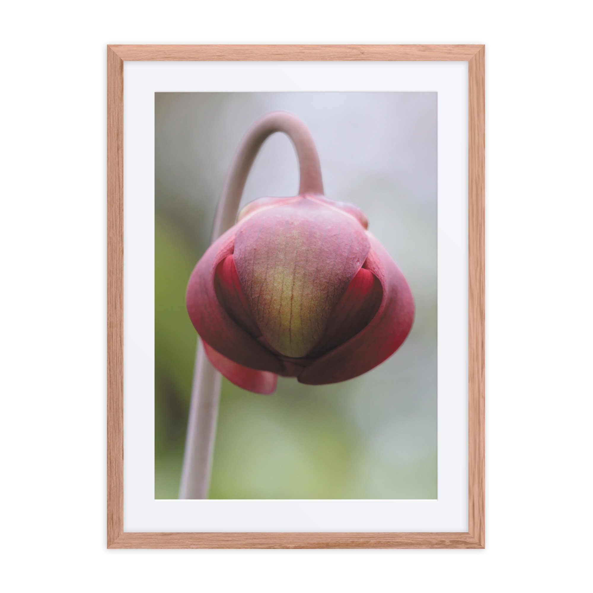 matte-paper-framed-poster-with-mat-(in)-red-oak-18x24-front-67fb0d6670df4.jpg