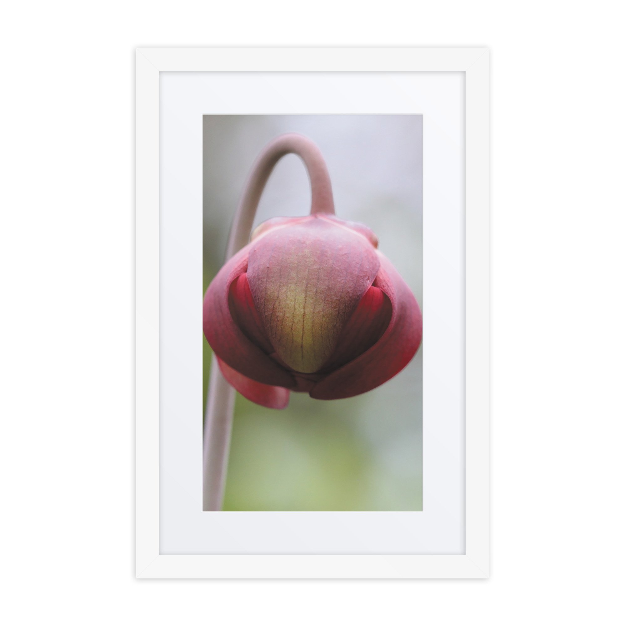 matte-paper-framed-poster-with-mat-(in)-white-12x18-front-67fb0d6670e85.jpg