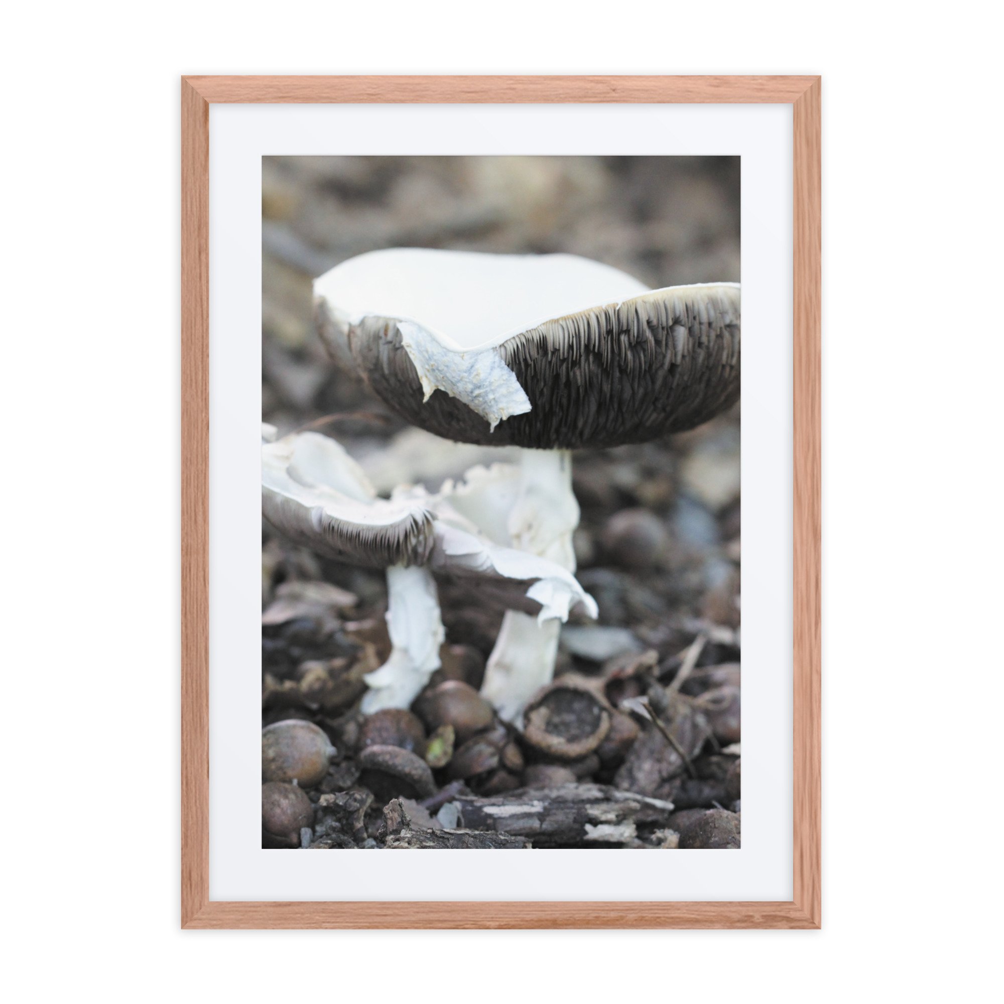 matte-paper-framed-poster-with-mat-(in)-red-oak-18x24-front-67fb0e2dcdde0.jpg