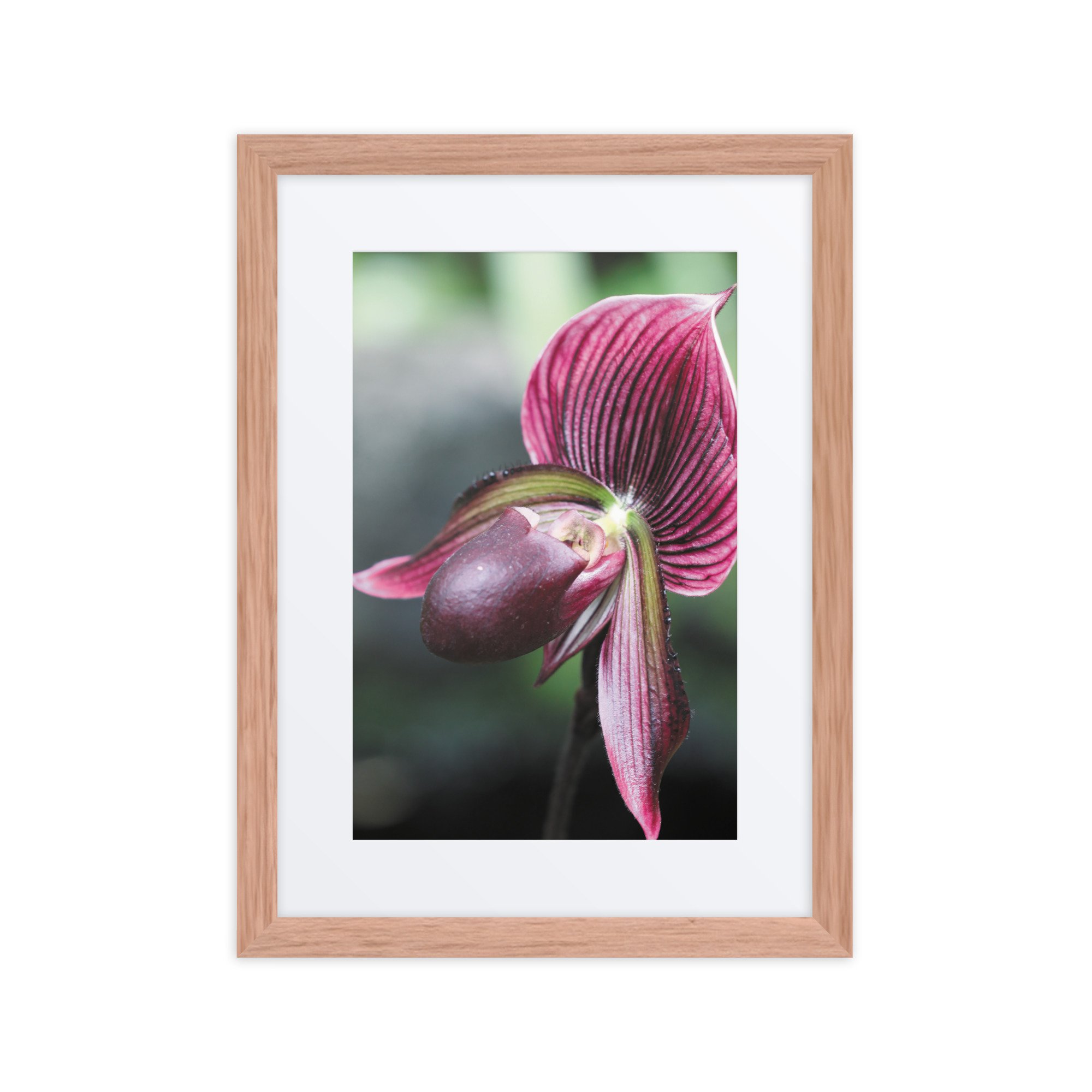 matte-paper-framed-poster-with-mat-(in)-red-oak-12x16-front-67fc6e2cc4b6c.jpg