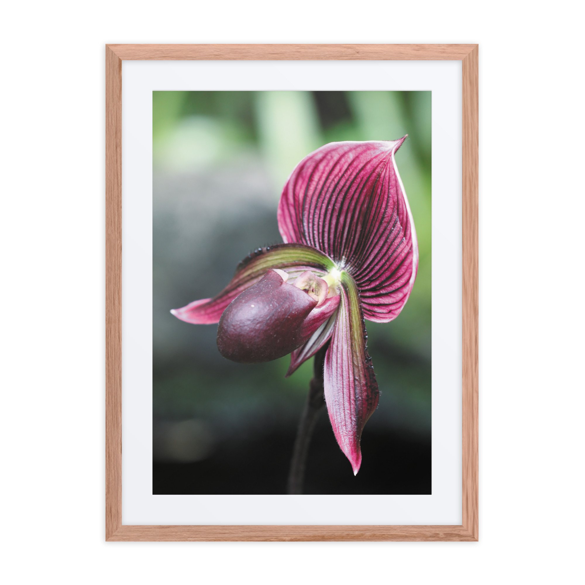 matte-paper-framed-poster-with-mat-(in)-red-oak-18x24-front-67fc6e2cc4c41.jpg