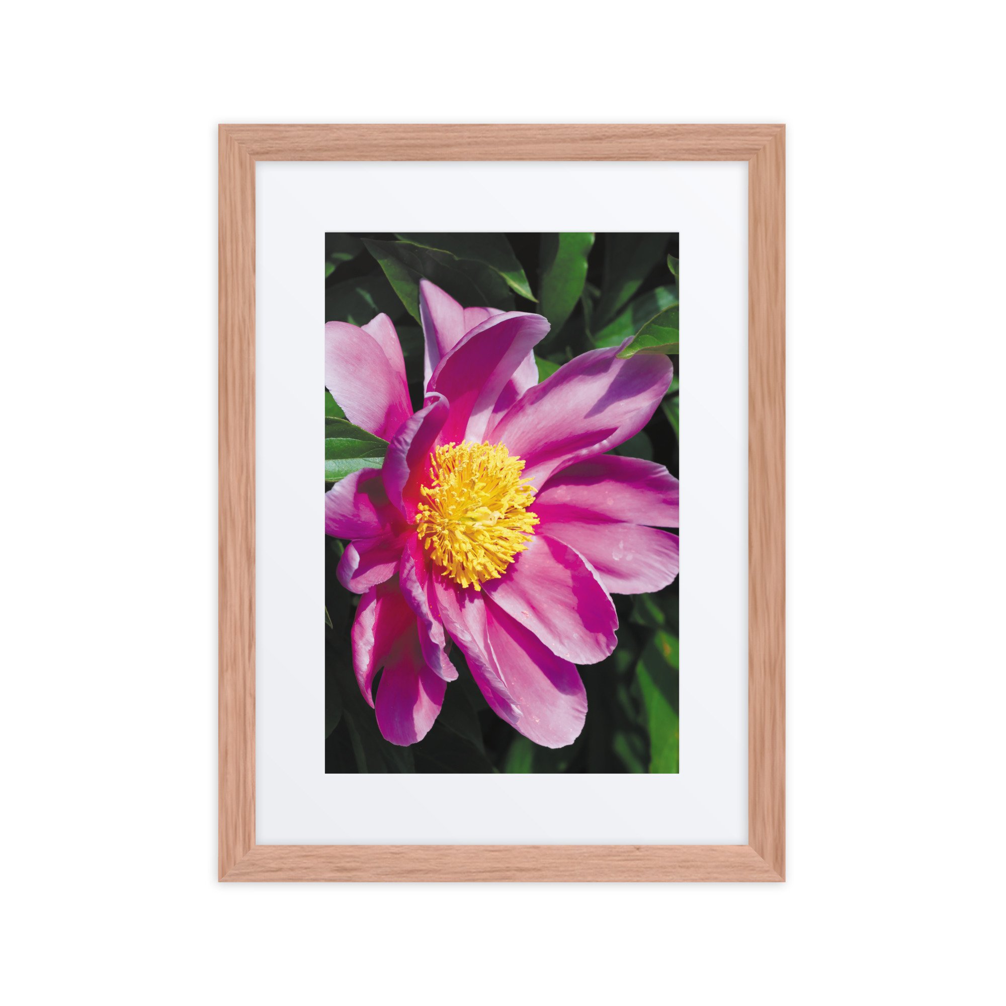 matte-paper-framed-poster-with-mat-(in)-red-oak-12x16-front-67ff07c673388.jpg