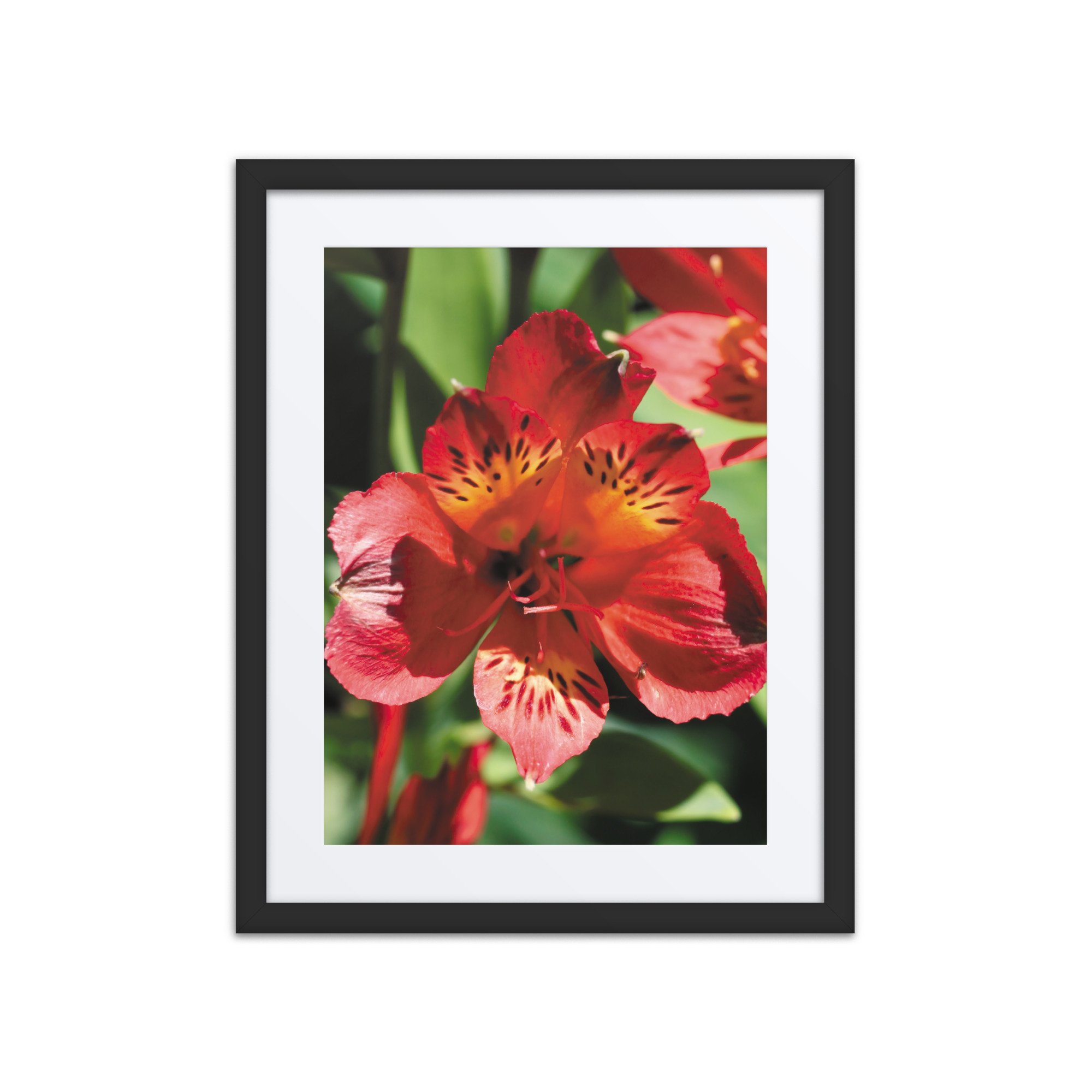 matte-paper-framed-poster-with-mat-(in)-black-16x20-front-67ff09cb0e7fc.jpg