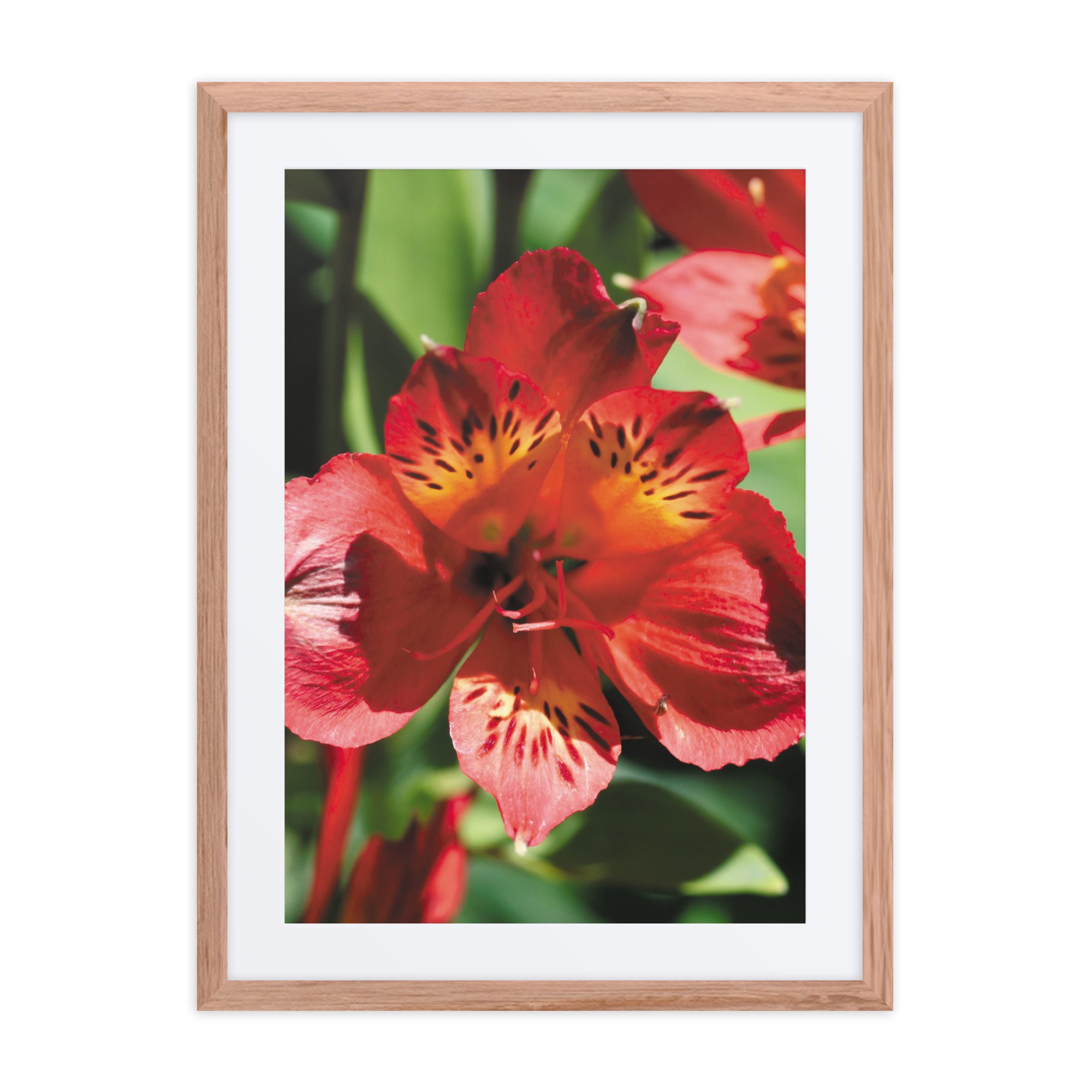 matte-paper-framed-poster-with-mat-(in)-red-oak-18x24-front-67ff09cb0e8bb.jpg