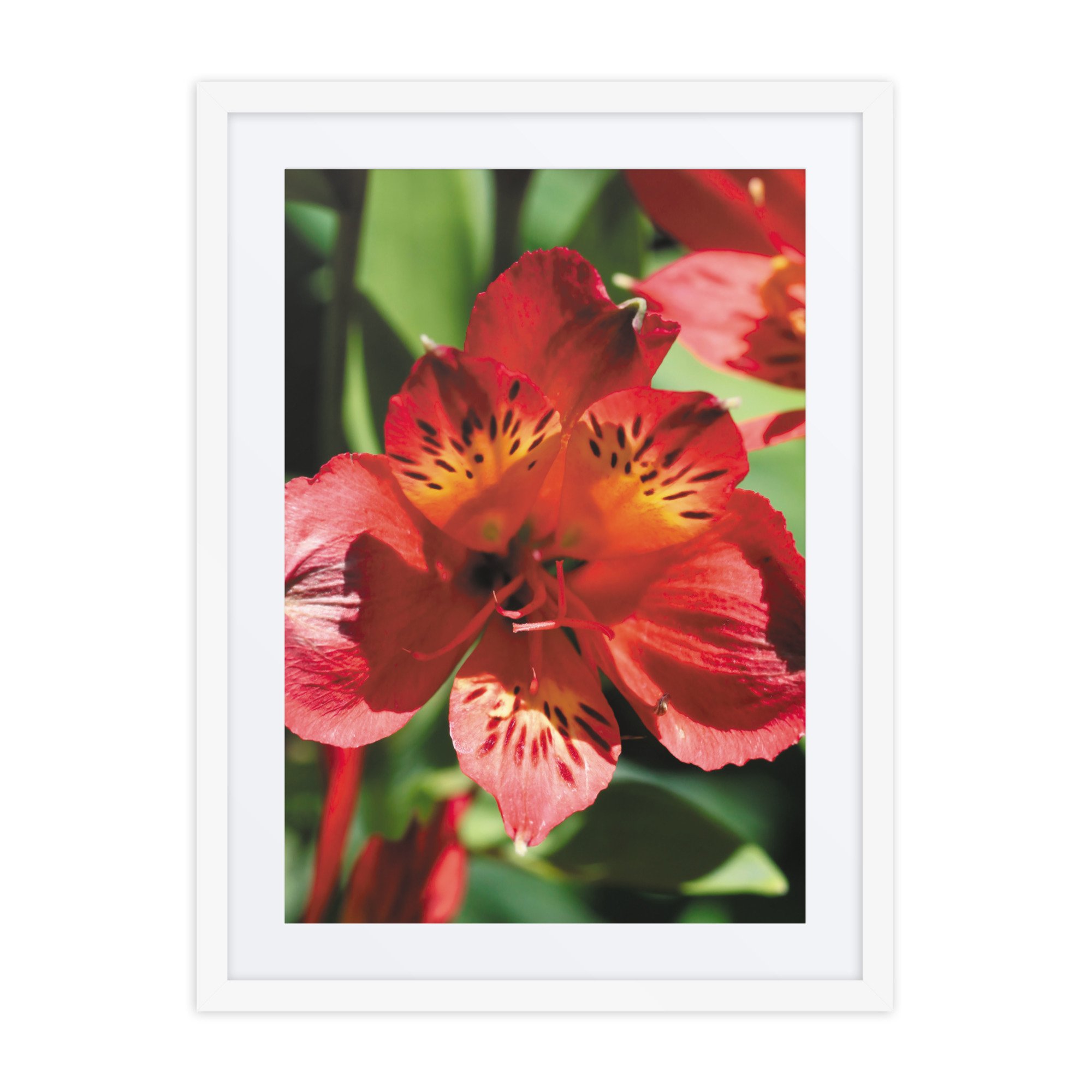 matte-paper-framed-poster-with-mat-(in)-white-18x24-front-67ff09cb0e94d.jpg