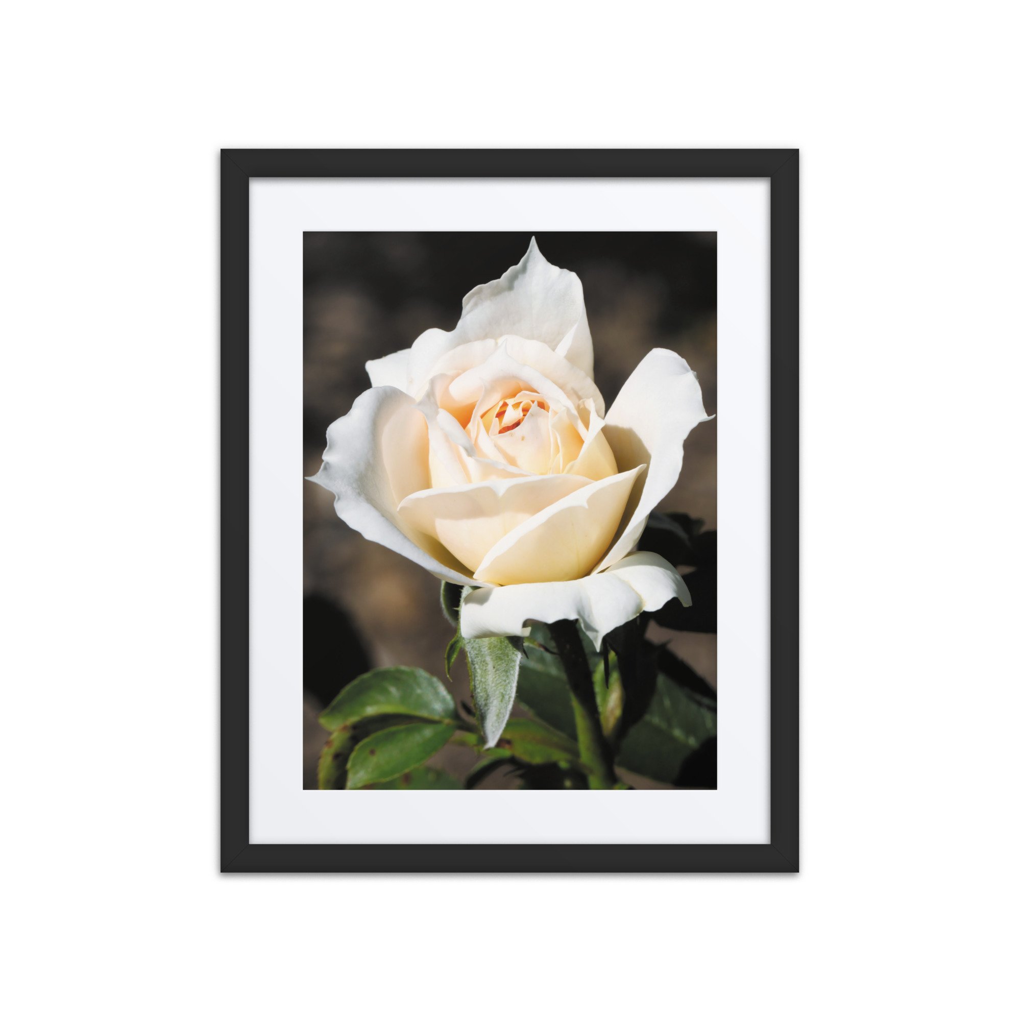 matte-paper-framed-poster-with-mat-(in)-black-16x20-front-67ff121795bdd.jpg