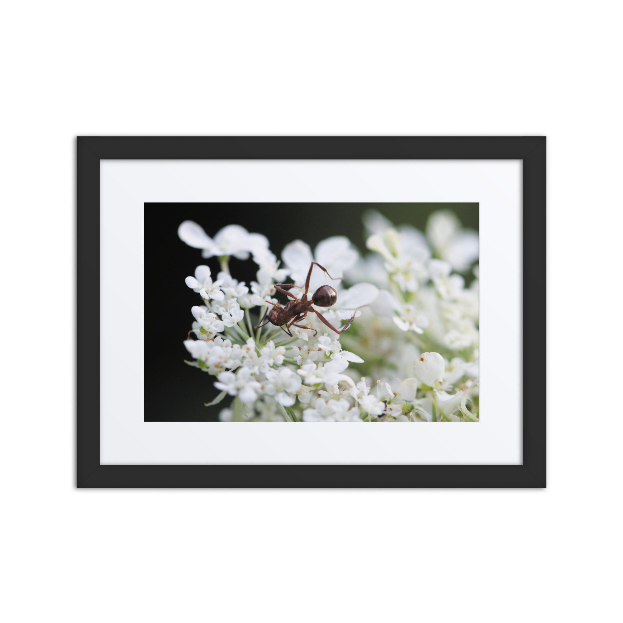 matte-paper-framed-poster-with-mat-(in)-black-12x16-front-67fff1d87acb0.jpg