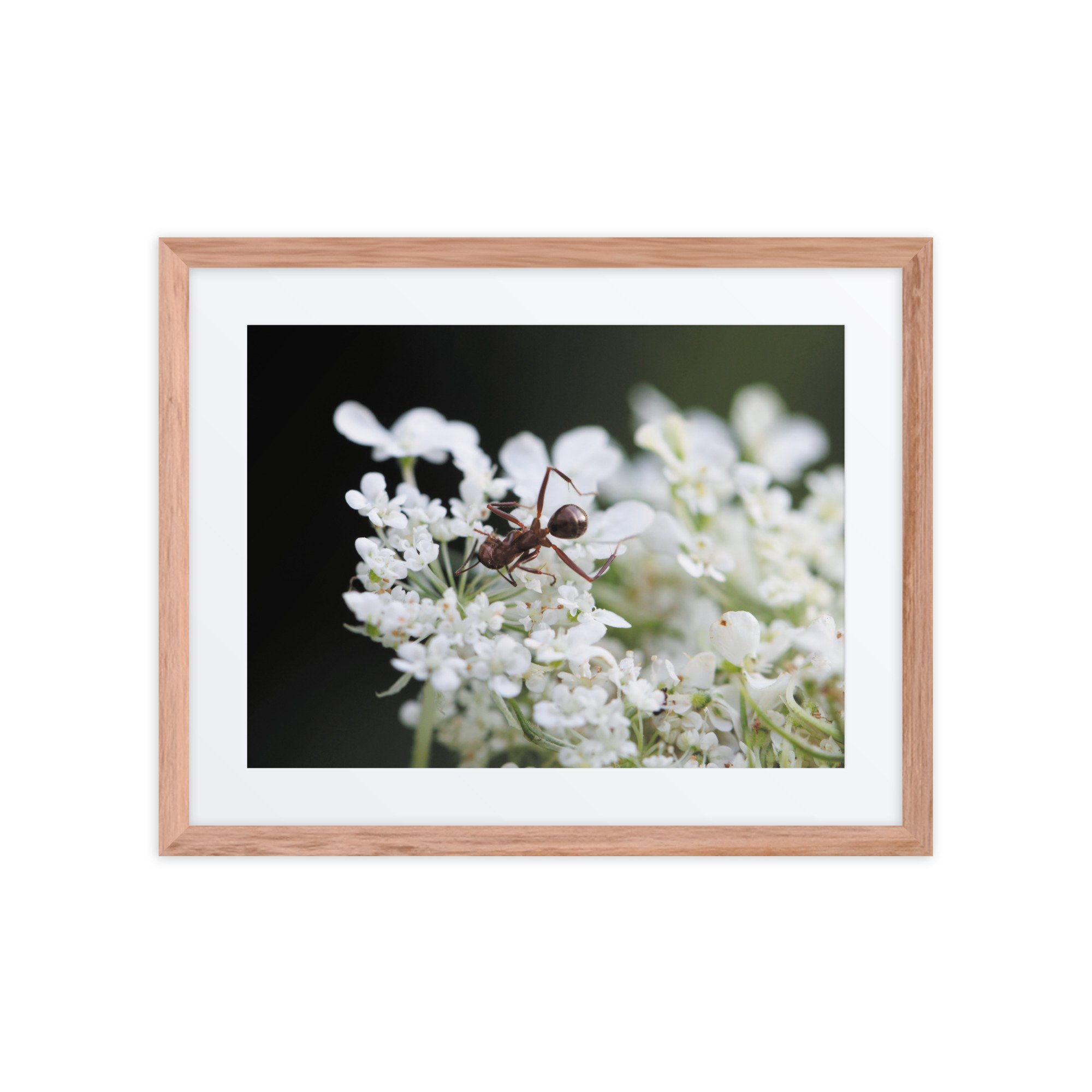 matte-paper-framed-poster-with-mat-(in)-red-oak-16x20-front-67fff1d87ae5c.jpg