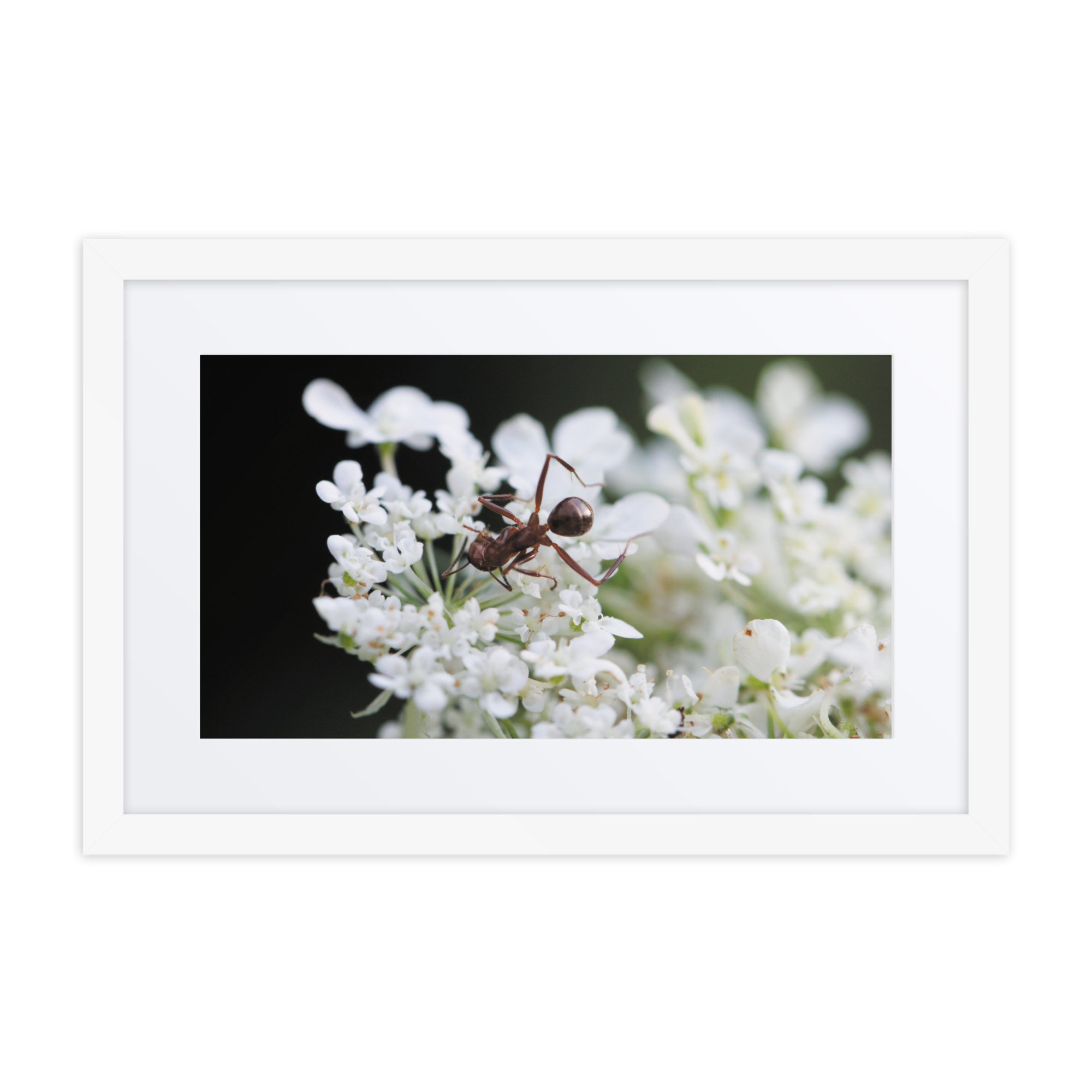 matte-paper-framed-poster-with-mat-(in)-white-12x18-front-67fff1d87afd7.jpg