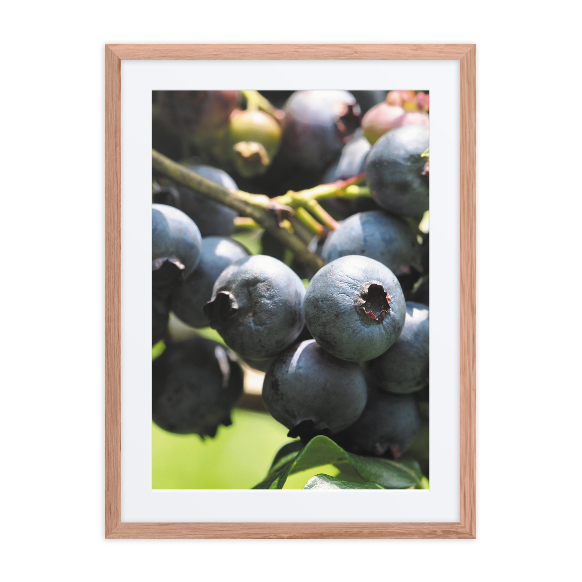 matte-paper-framed-poster-with-mat-(in)-red-oak-18x24-front-67fff2ae4939c.jpg