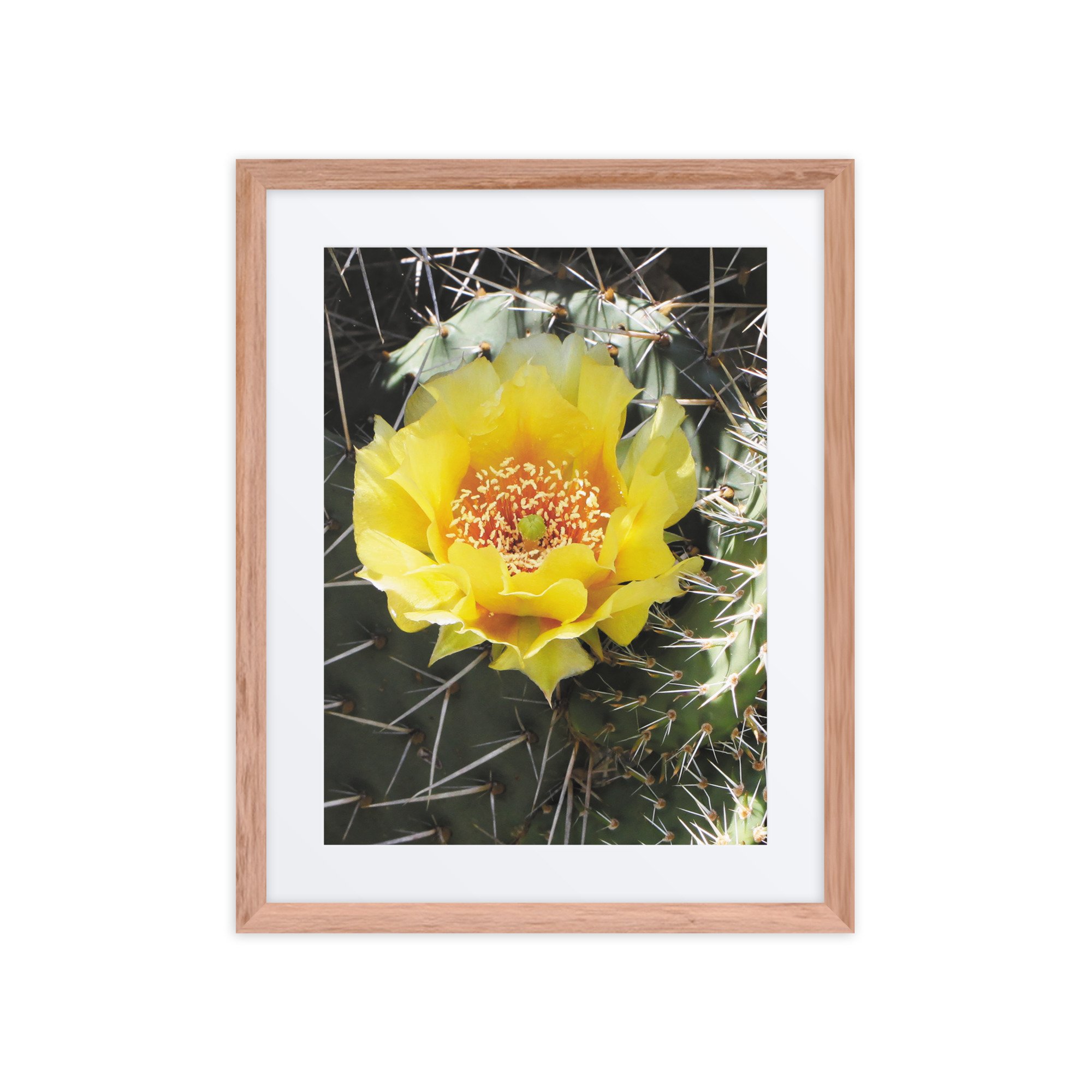 matte-paper-framed-poster-with-mat-(in)-red-oak-16x20-front-67fff4c4bd58d.jpg