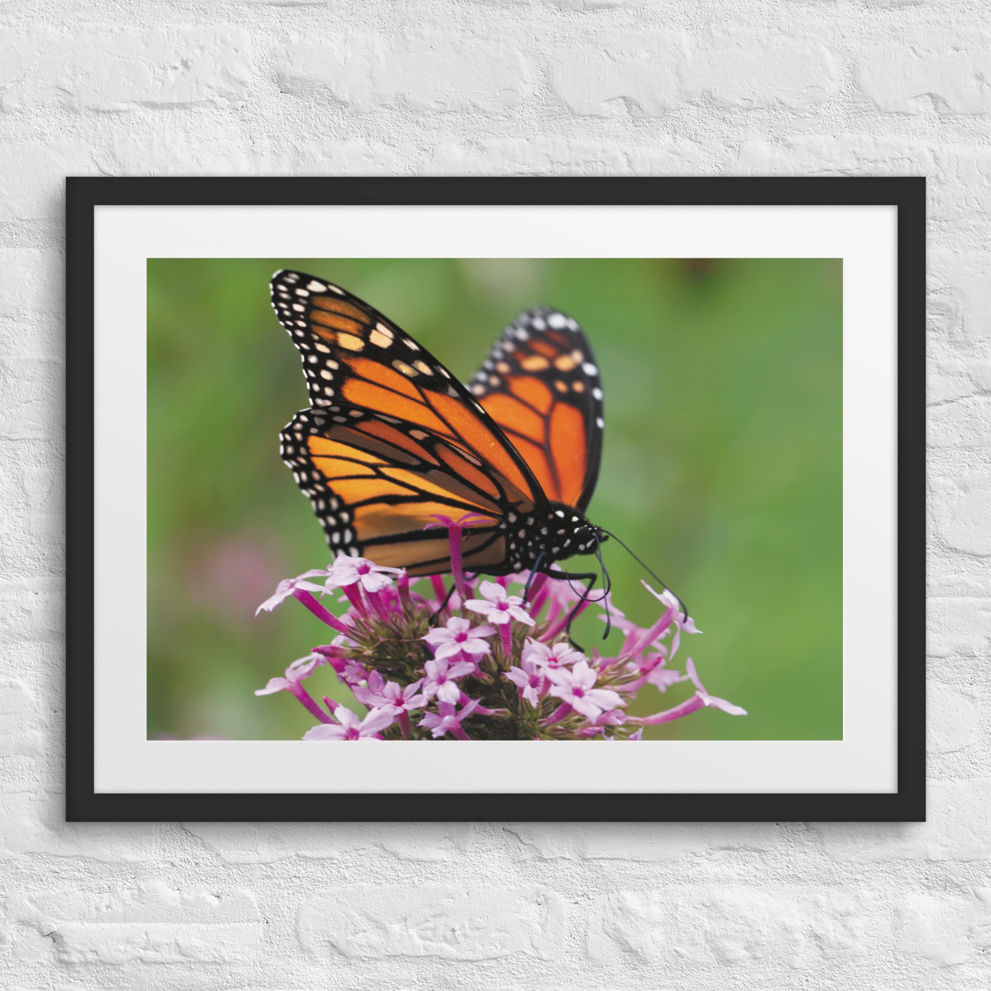 matte-paper-framed-poster-with-mat-(in)-black-18x24-front-67fff53d2c442.jpg