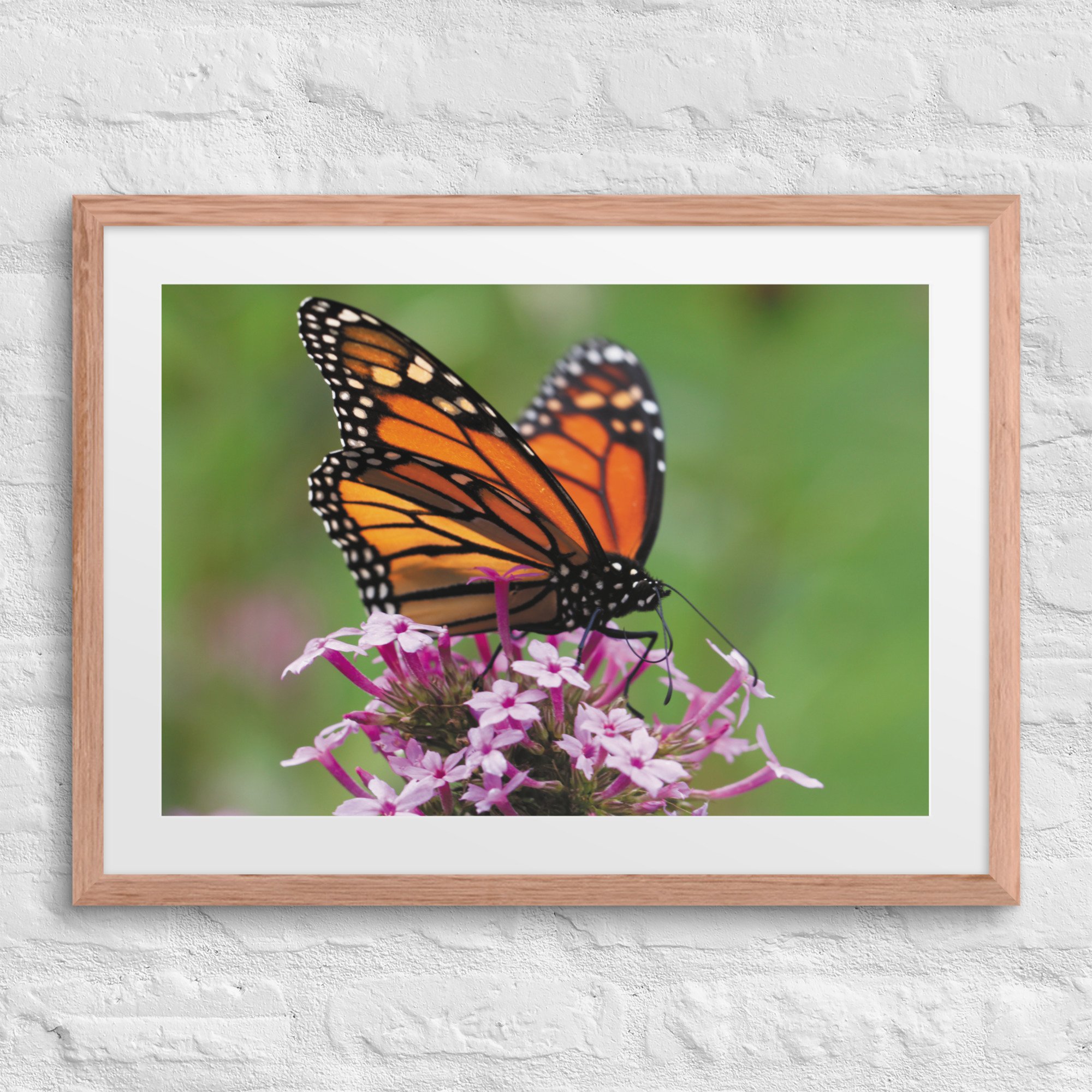 matte-paper-framed-poster-with-mat-(in)-red-oak-18x24-front-67fff53d2d264.jpg