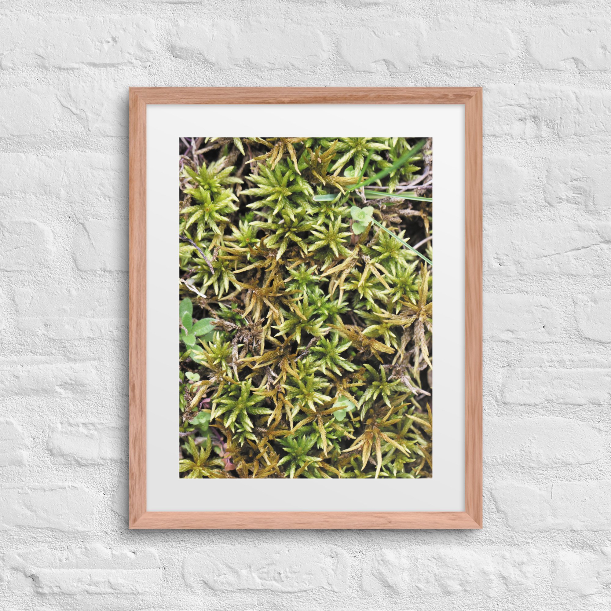 matte-paper-framed-poster-with-mat-(in)-red-oak-16x20-front-6844c0d14f6d7.jpg