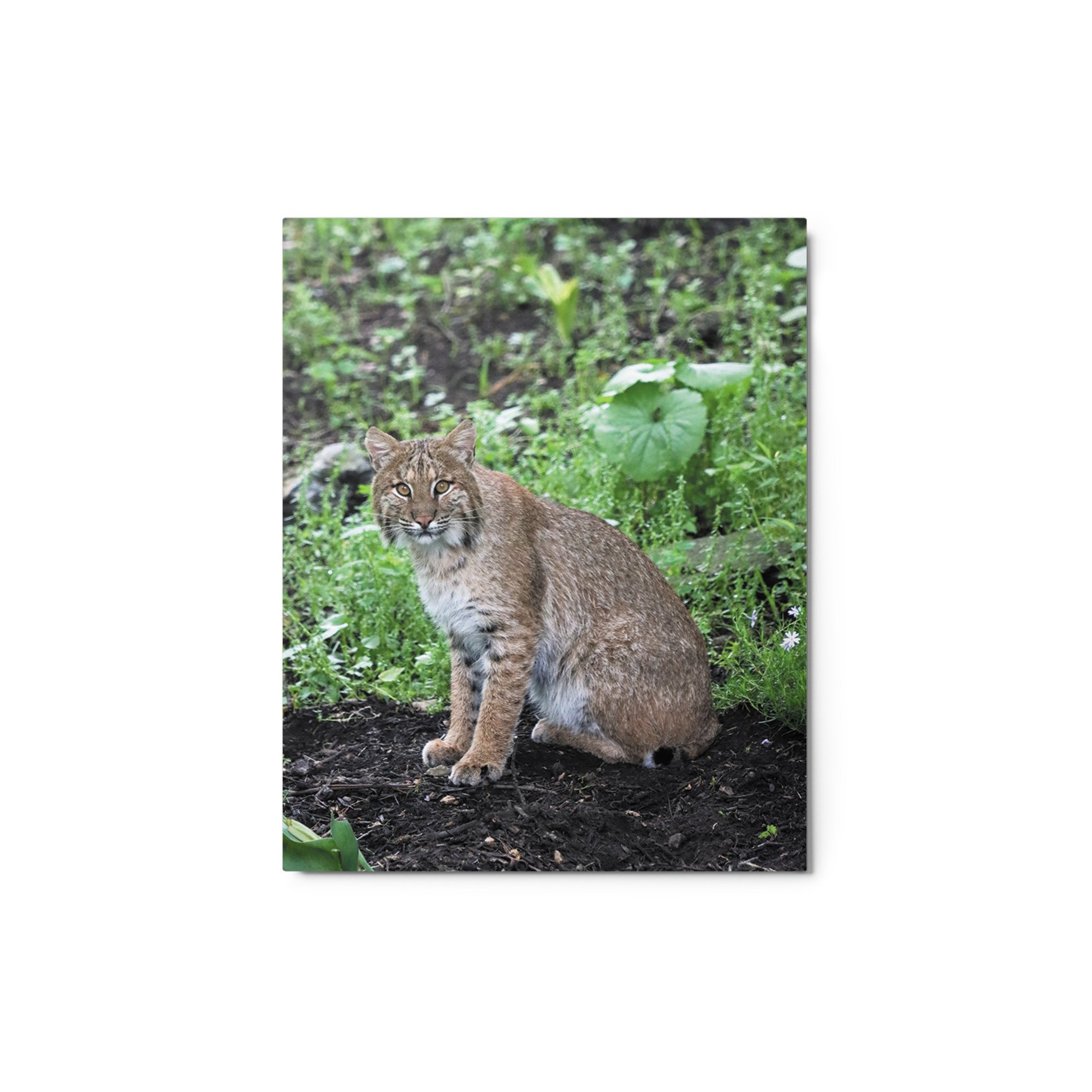 glossy-metal-print-(in)-white-8x10-front-684b034f57491.jpg