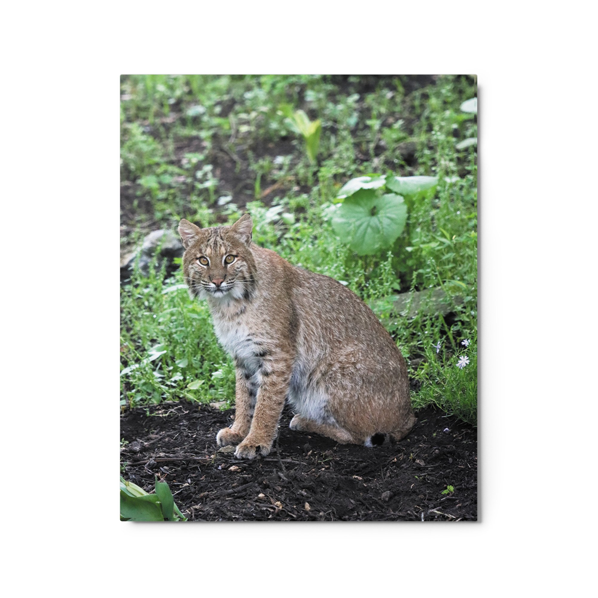 glossy-metal-print-(in)-white-16x20-front-684b034f57bd5.jpg