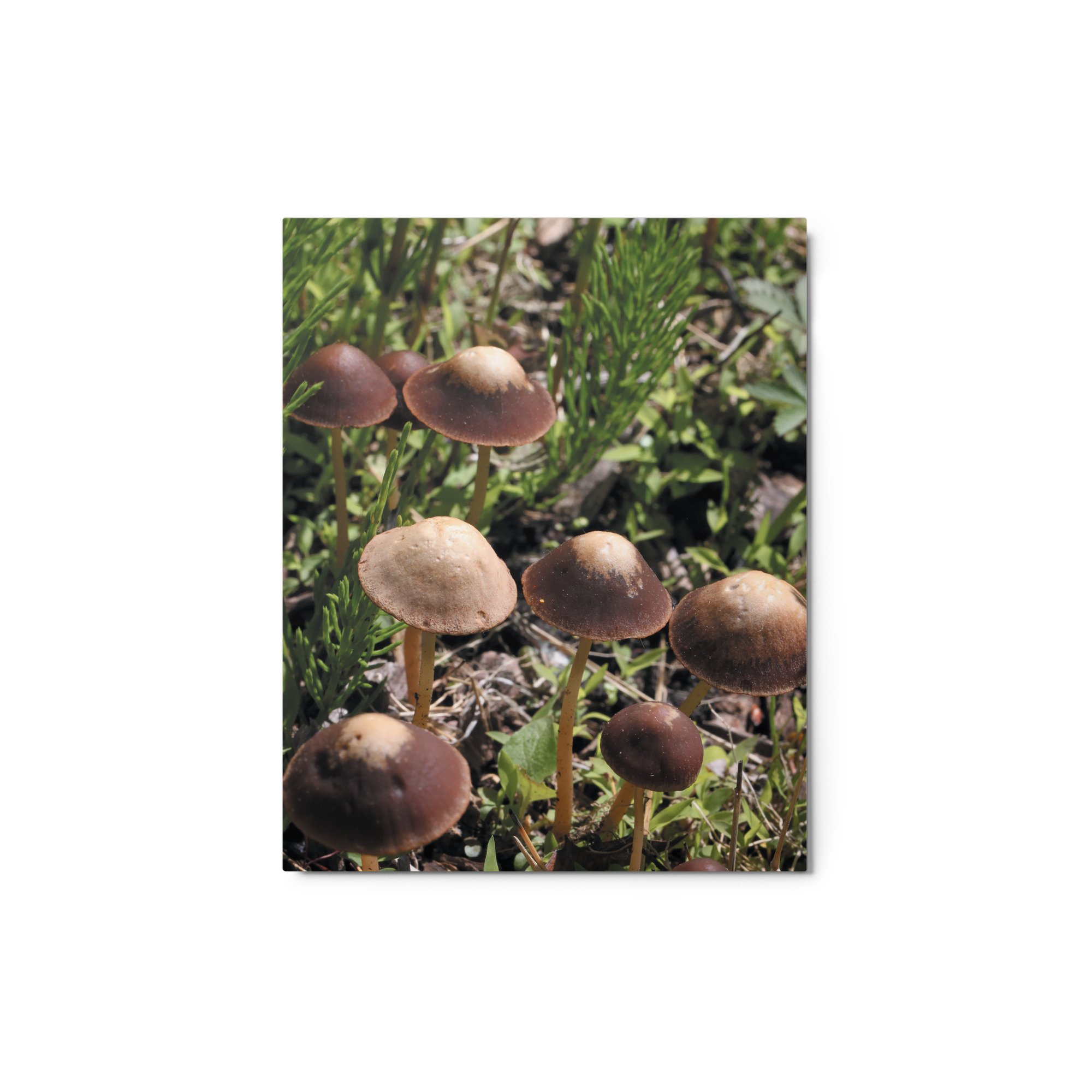 glossy-metal-print-(in)-white-8x10-front-671ab5a624f34.jpg