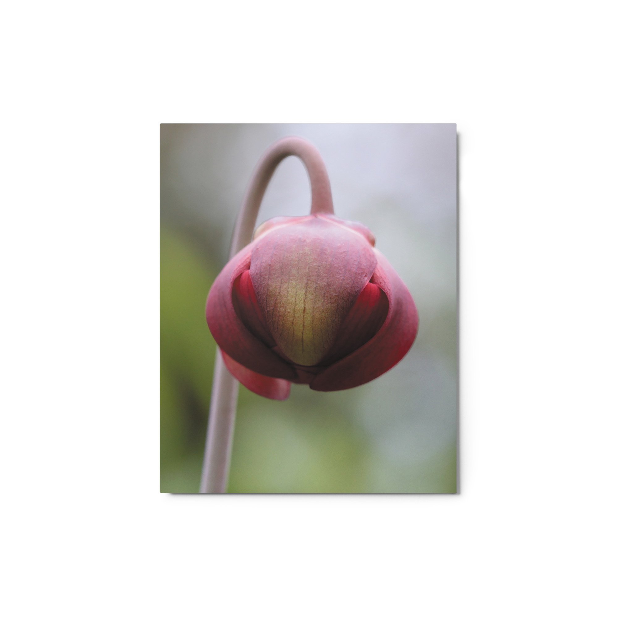 glossy-metal-print-(in)-white-8x10-front-671aca0d16c86.jpg