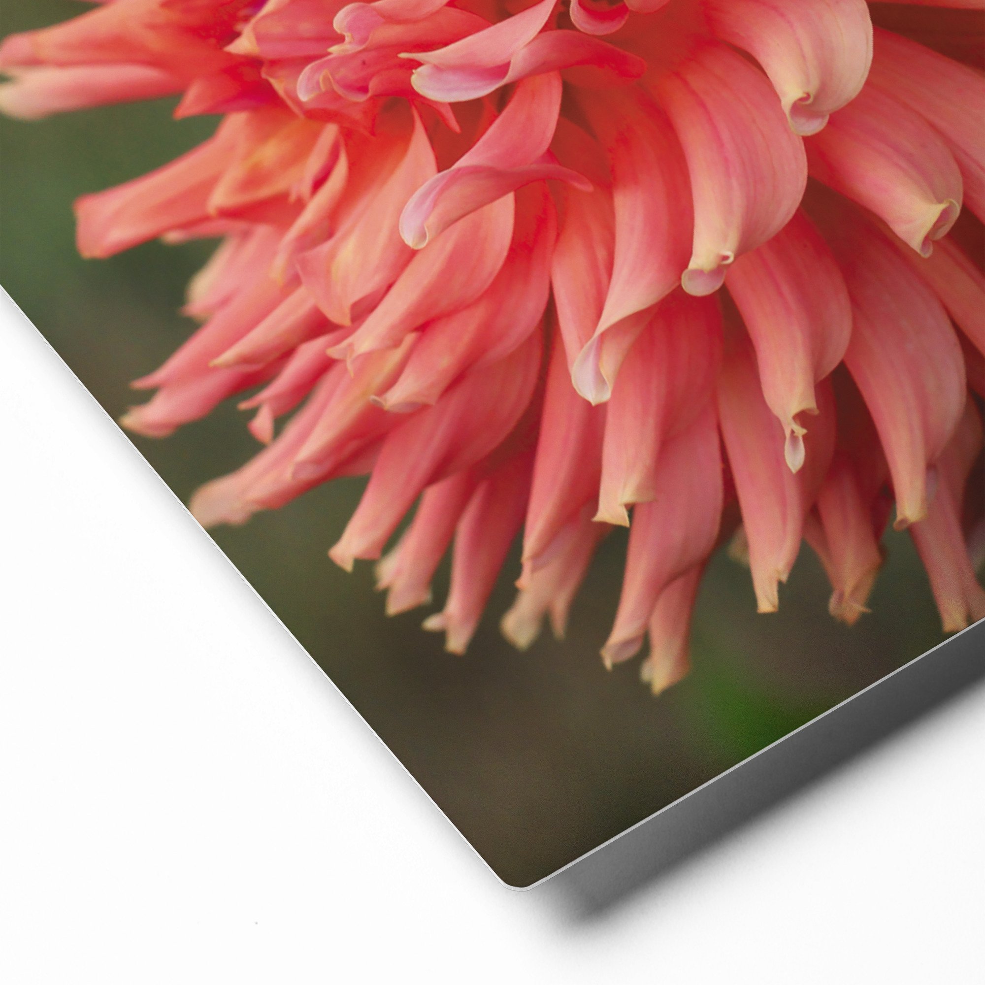 glossy-metal-print-(in)-white-8x10-product-details-671acff918910.jpg