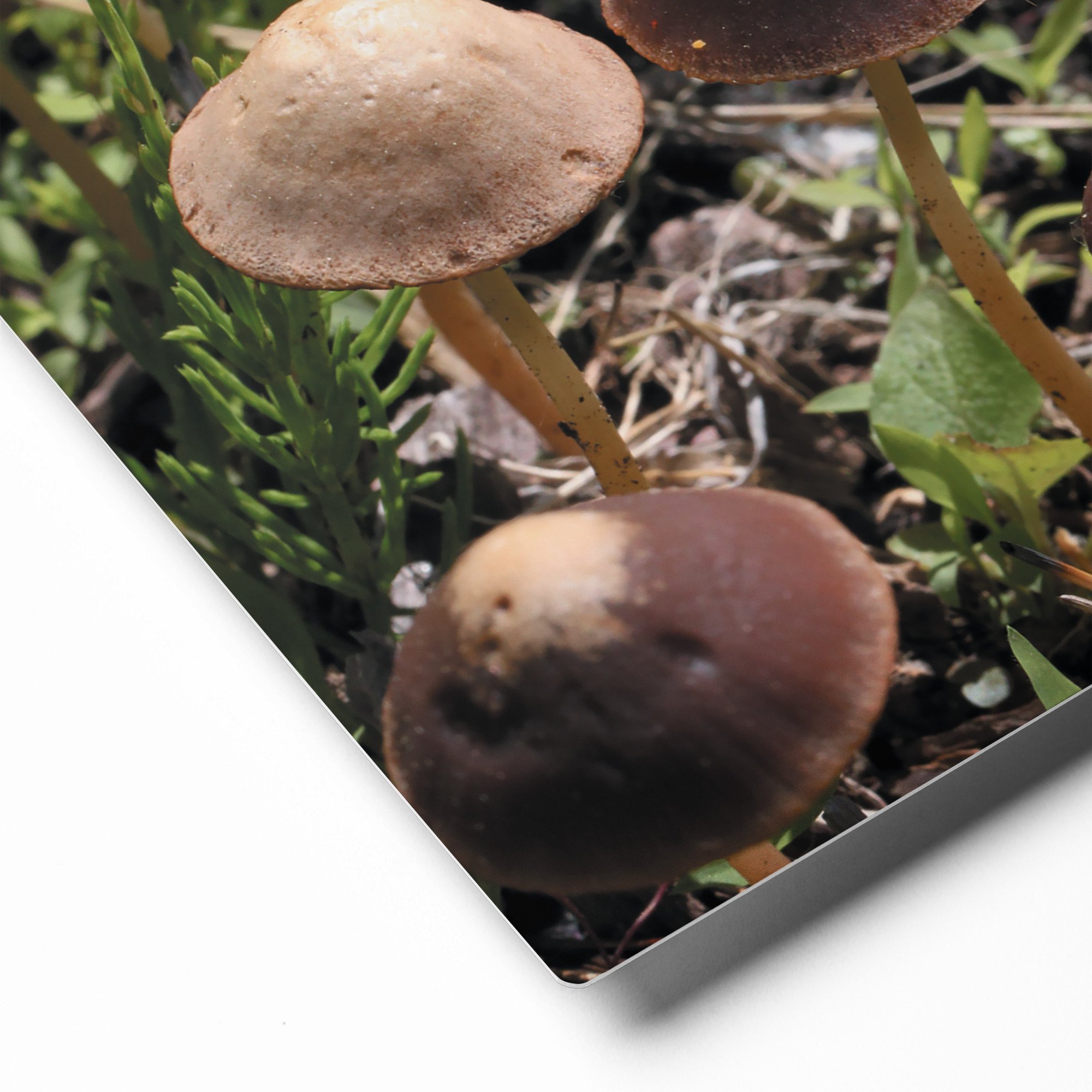 glossy-metal-print-(in)-white-8x10-product-details-671ab5a624dd3.jpg