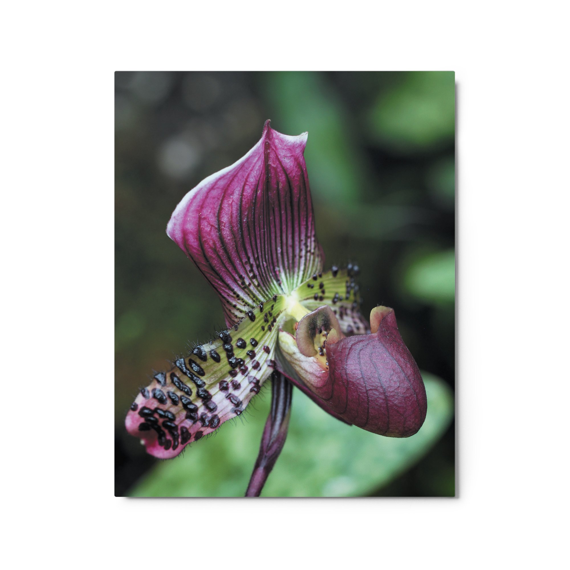 glossy-metal-print-(in)-white-16x20-front-671abbf35082c.jpg