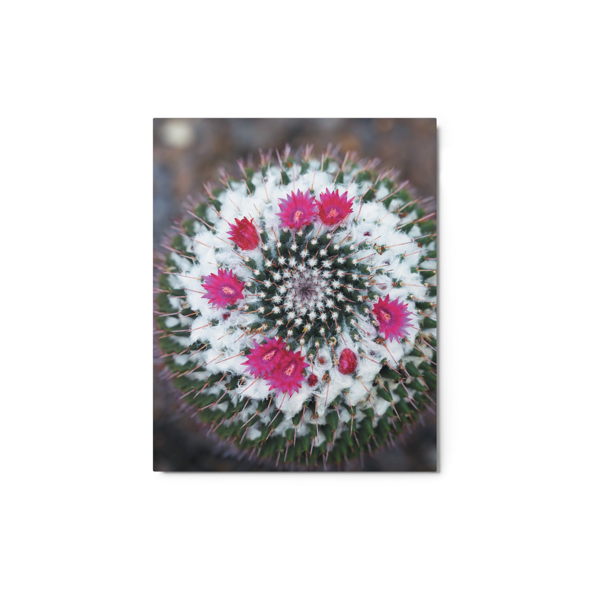 glossy-metal-print-(in)-white-8x10-front-671abce8612f1.jpg