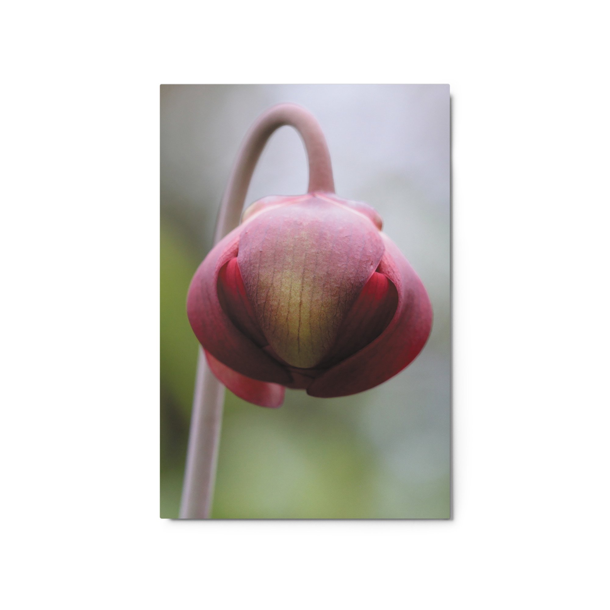 glossy-metal-print-(in)-white-20x30-front-671aca0d1714a.jpg