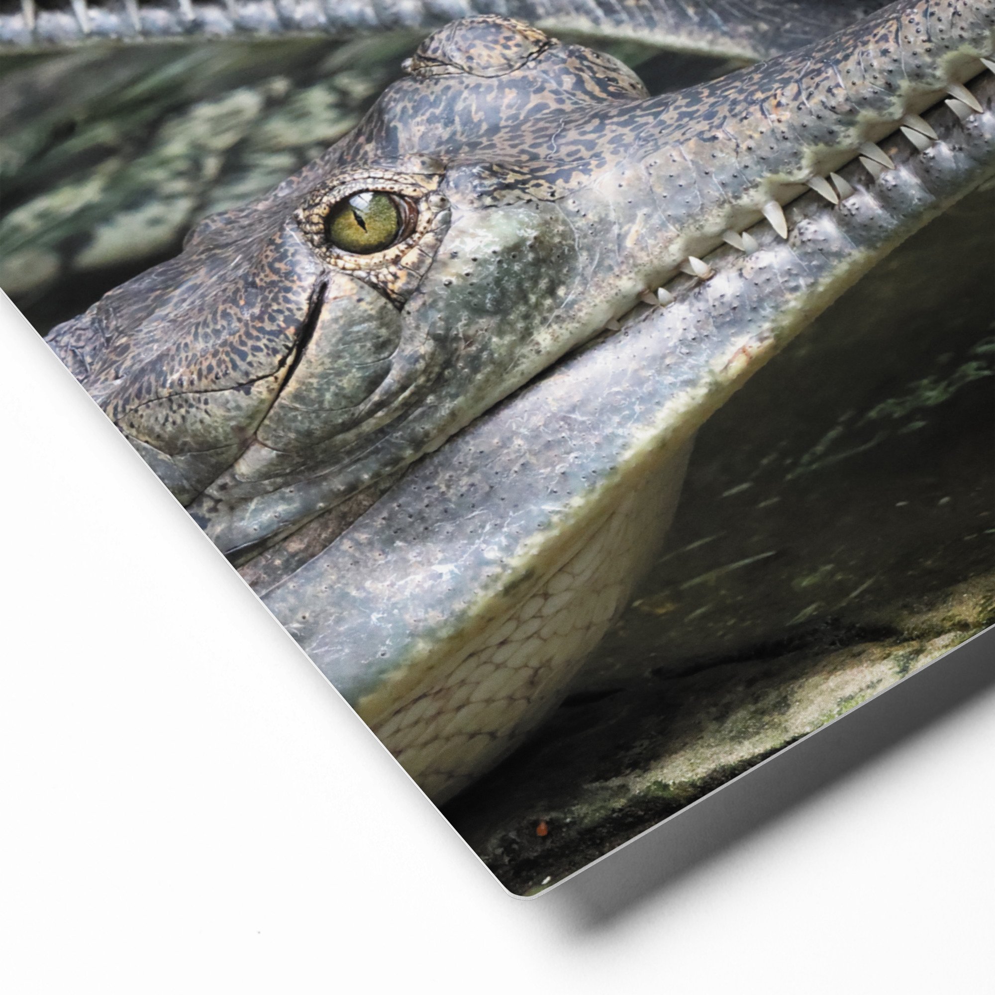 glossy-metal-print-(in)-white-8x10-product-details-671ac6546b098.jpg