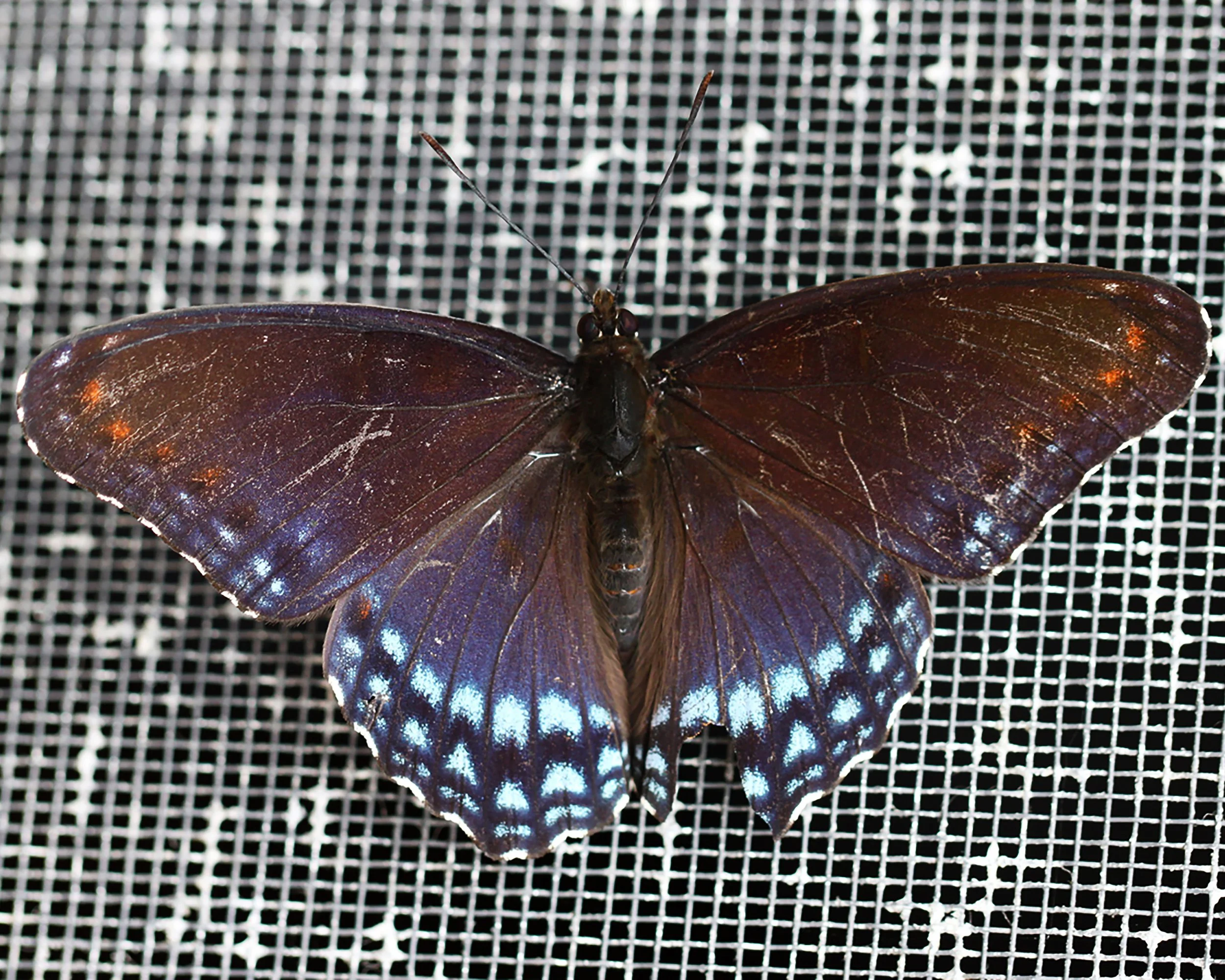 8x10_0839.jpg