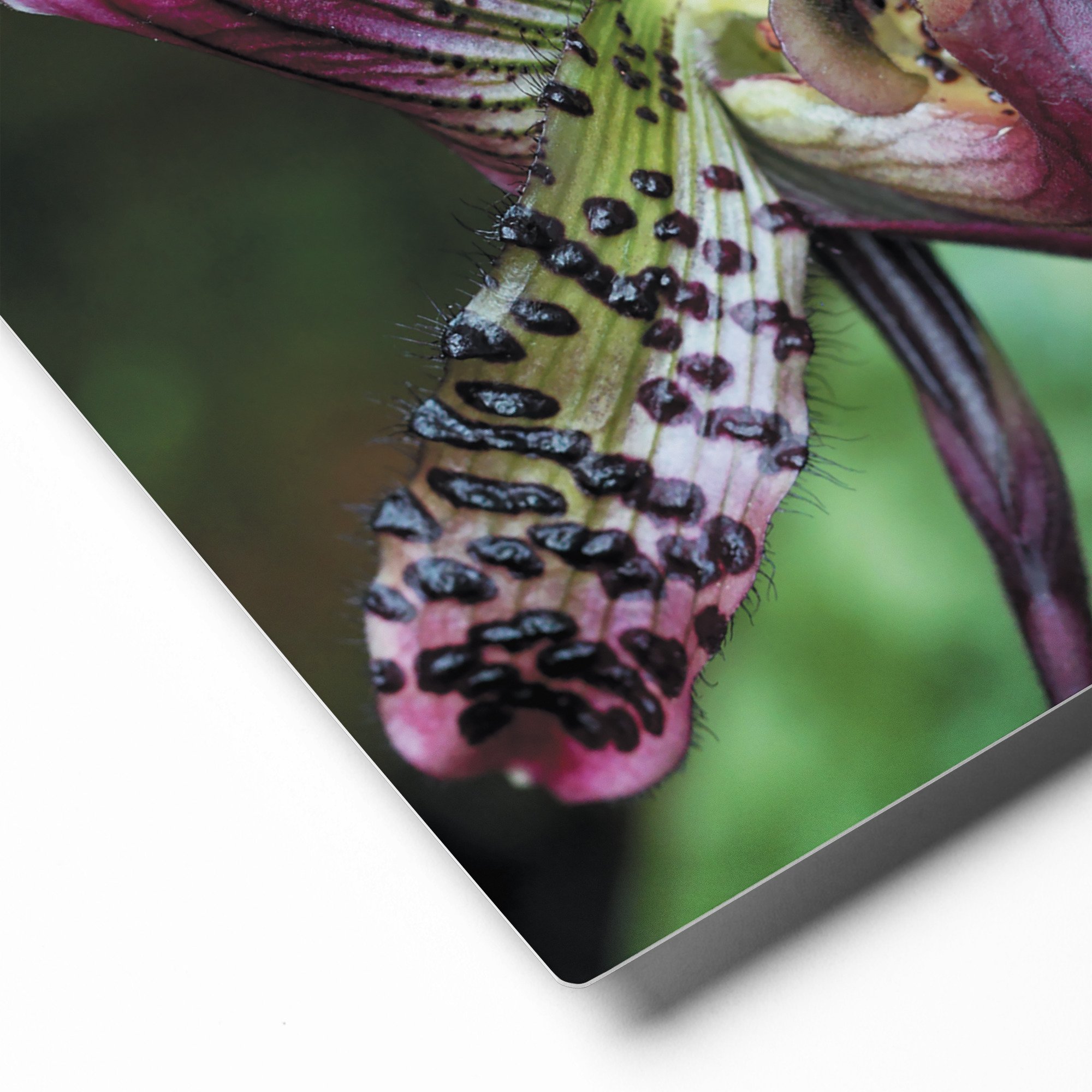 glossy-metal-print-(in)-white-8x10-product-details-671abbf3503b1.jpg