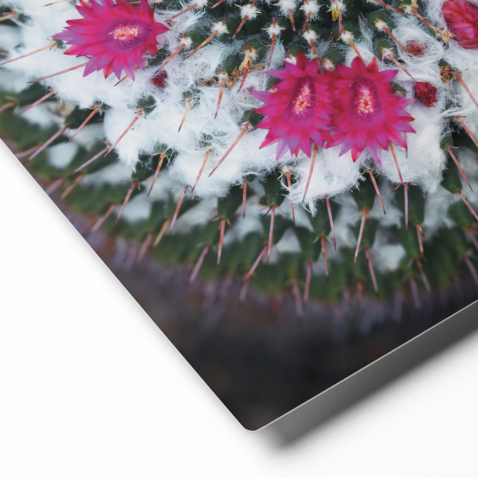 glossy-metal-print-(in)-white-8x10-product-details-671abce8611e4.jpg