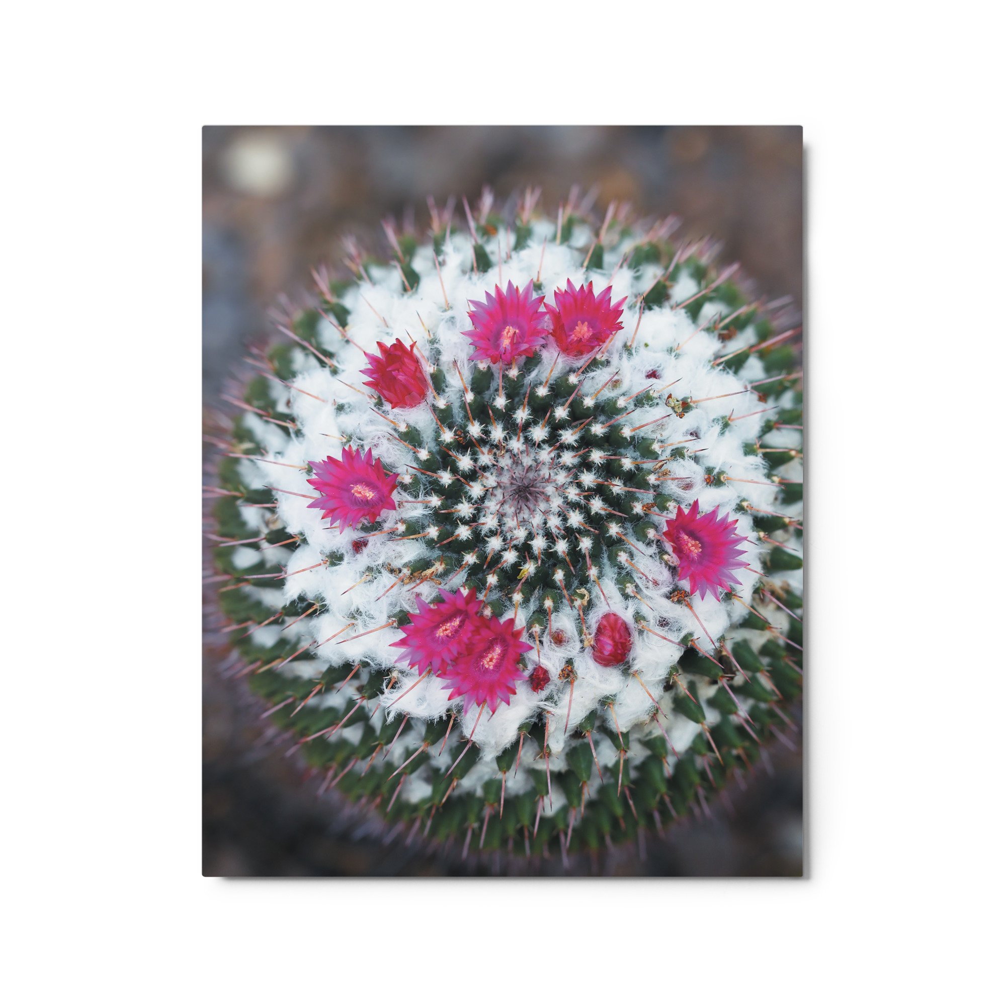 glossy-metal-print-(in)-white-16x20-front-671abce861673.jpg