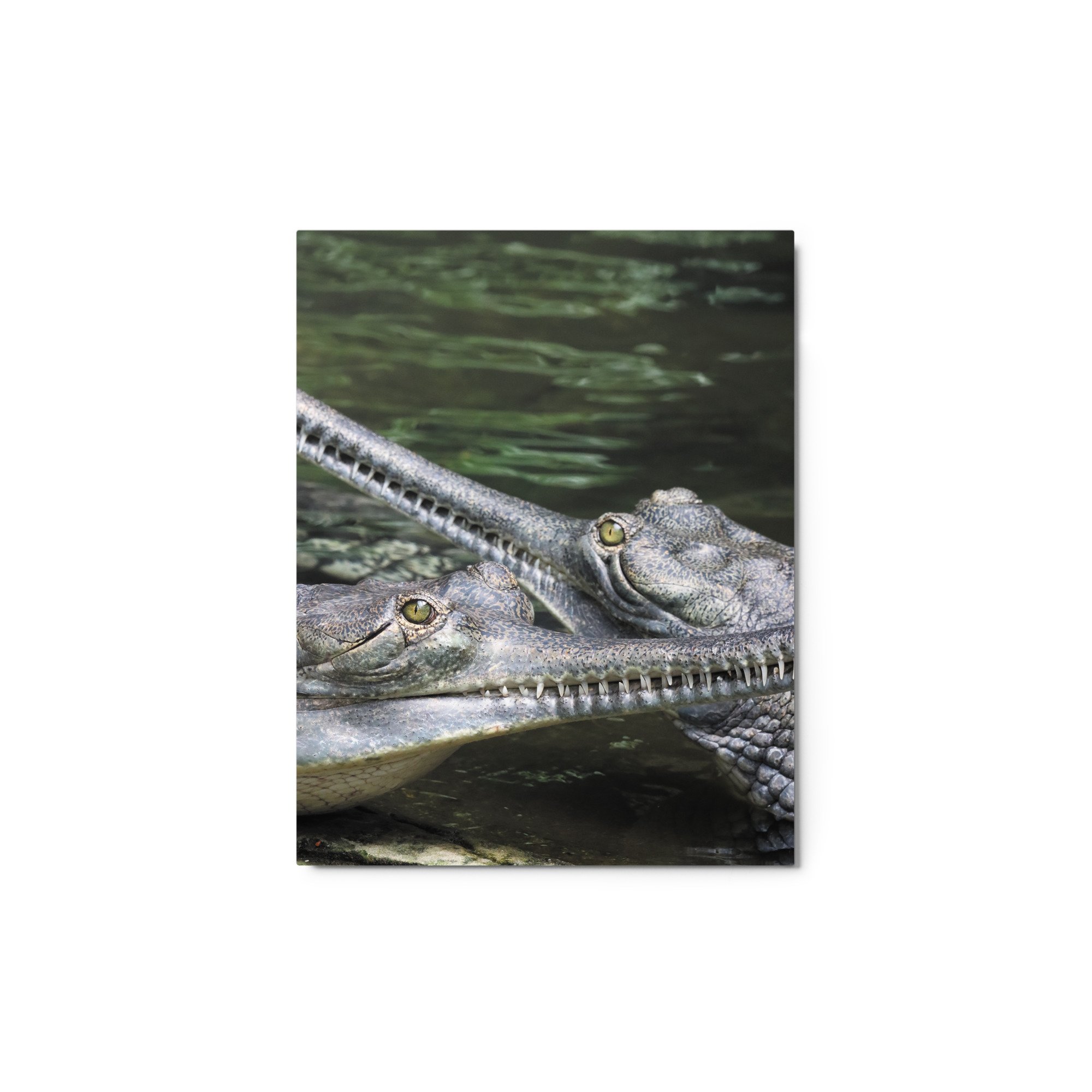 glossy-metal-print-(in)-white-11x14-front-671ac6546b3a1.jpg