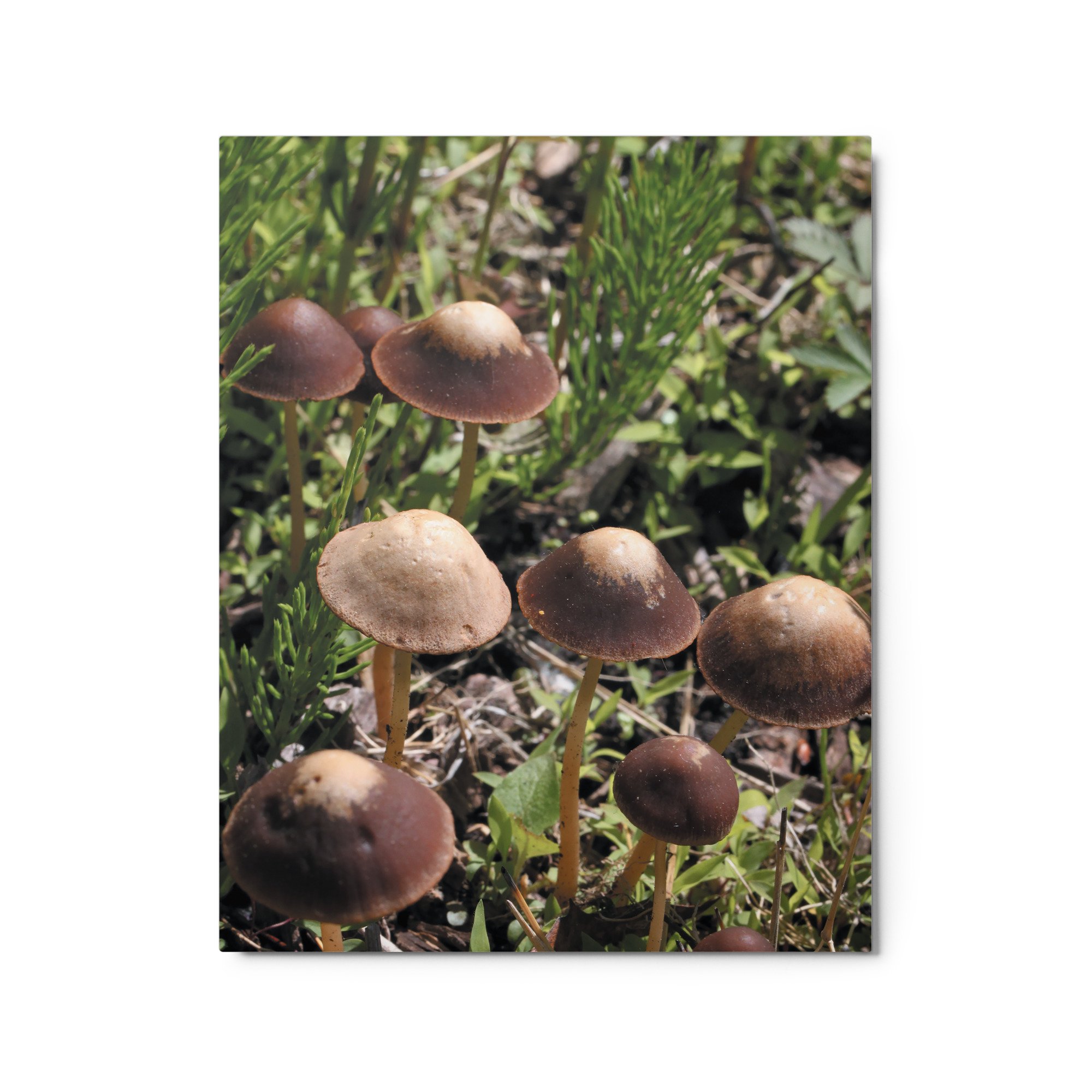 glossy-metal-print-(in)-white-16x20-front-671ab5a62535c.jpg