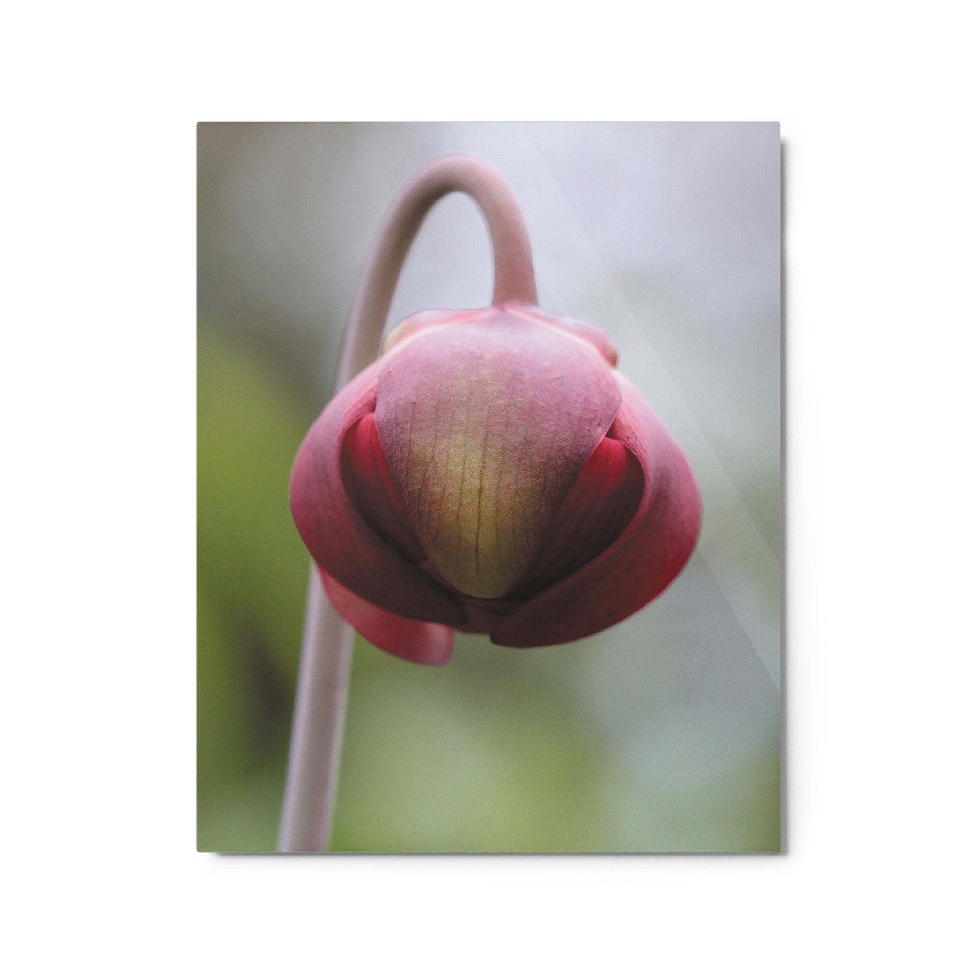 glossy-metal-print-(in)-white-16x20-front-671aca0d1703a.jpg