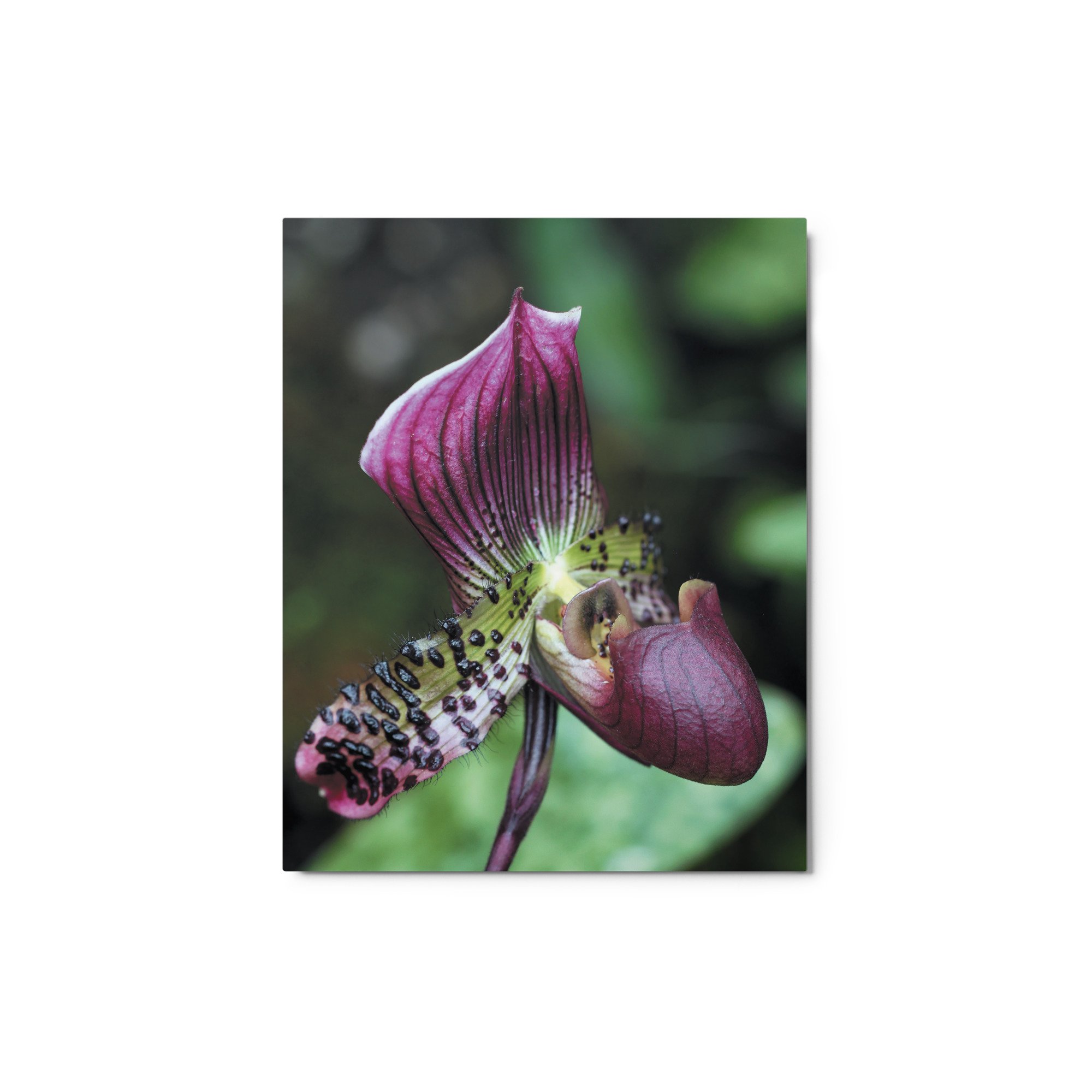 glossy-metal-print-(in)-white-8x10-front-671abbf3504bf.jpg