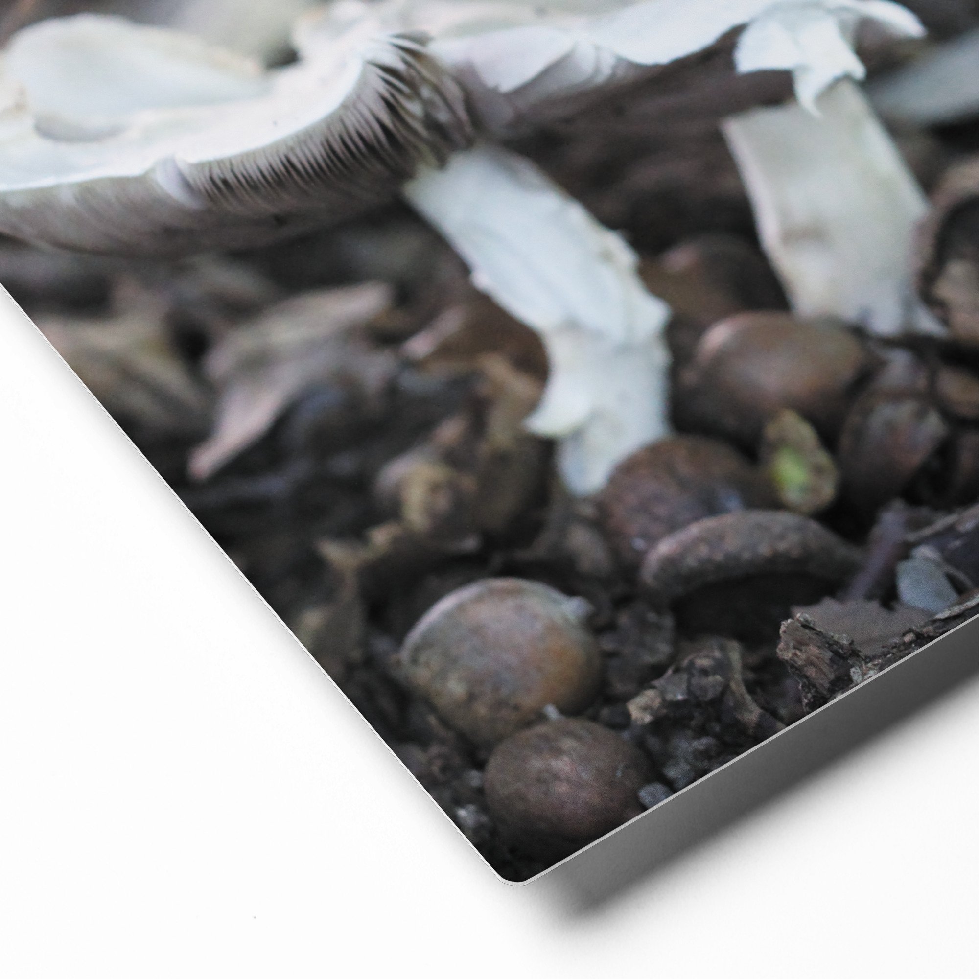 glossy-metal-print-(in)-white-8x10-product-details-671acb9973063.jpg