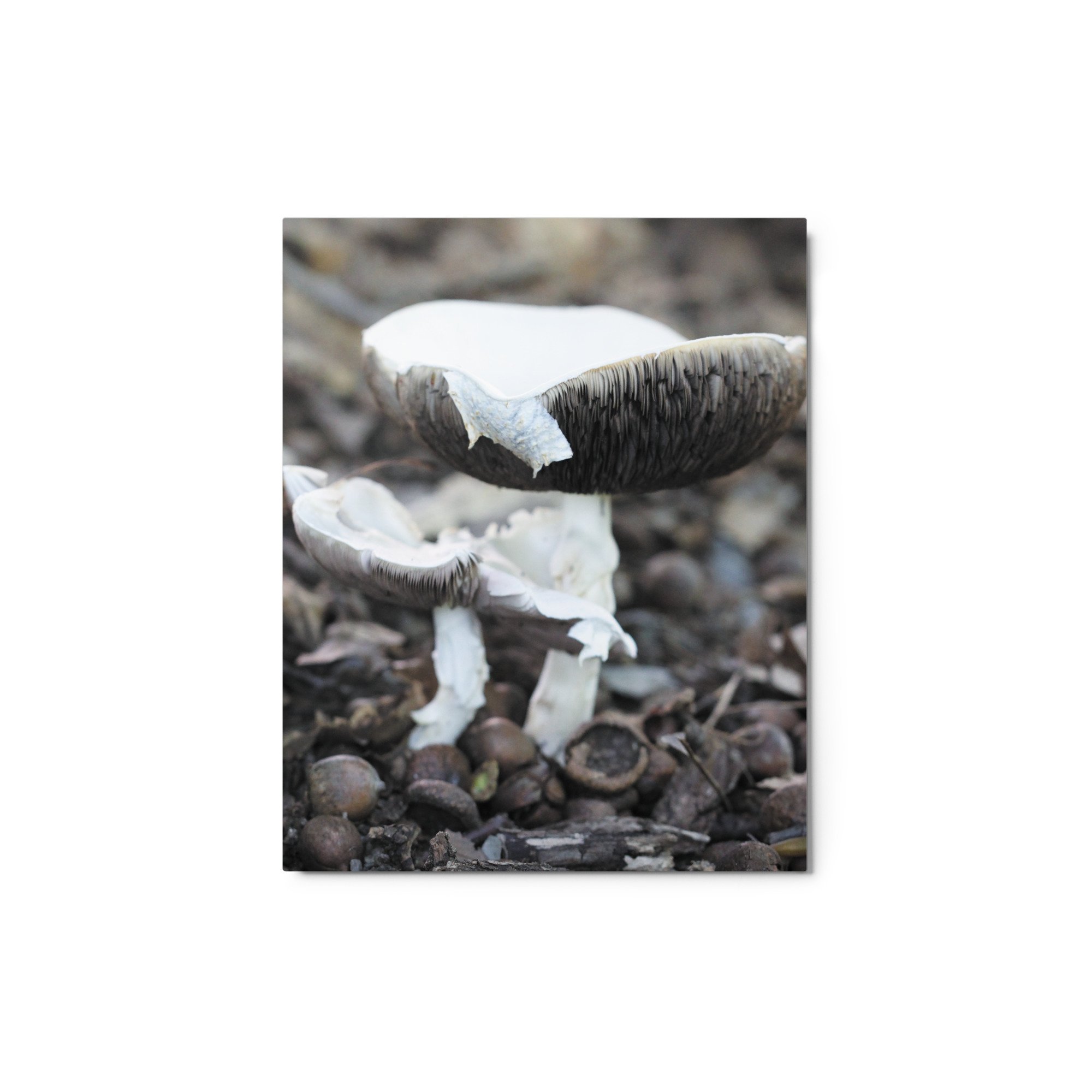 glossy-metal-print-(in)-white-8x10-front-671acb9973174.jpg