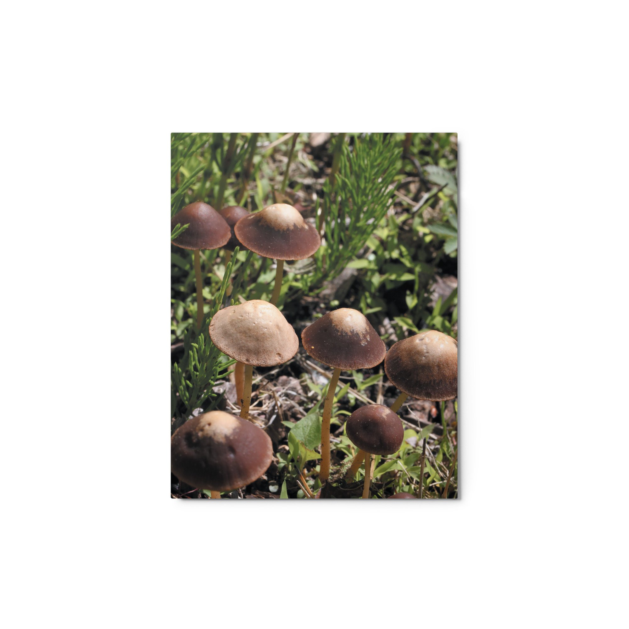 glossy-metal-print-(in)-white-11x14-front-671ab5a6250e5.jpg