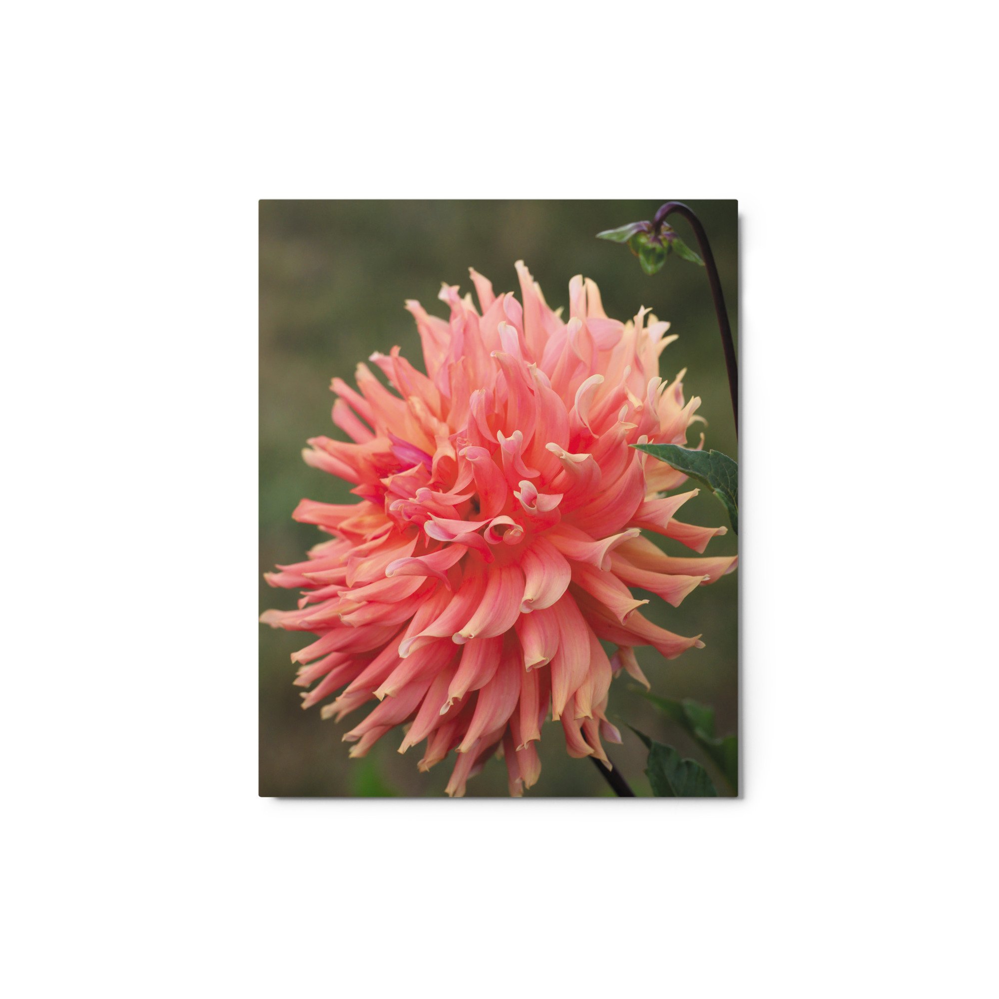 glossy-metal-print-(in)-white-8x10-front-671acff918a03.jpg