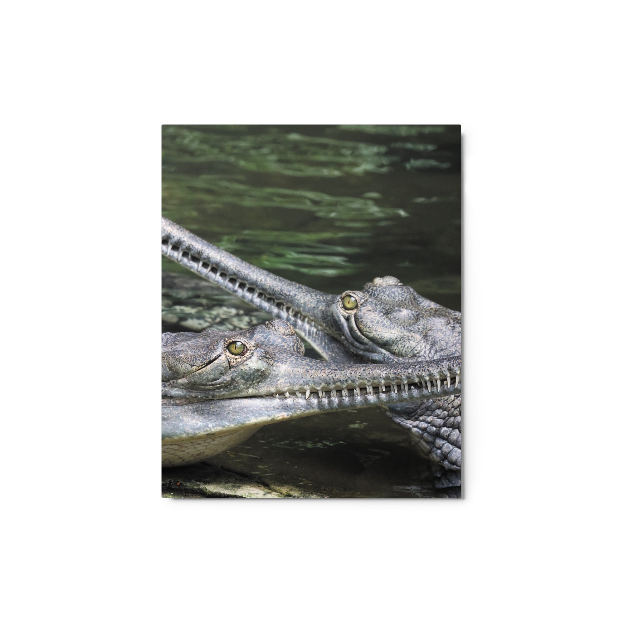 glossy-metal-print-(in)-white-8x10-front-671ac6546b220.jpg
