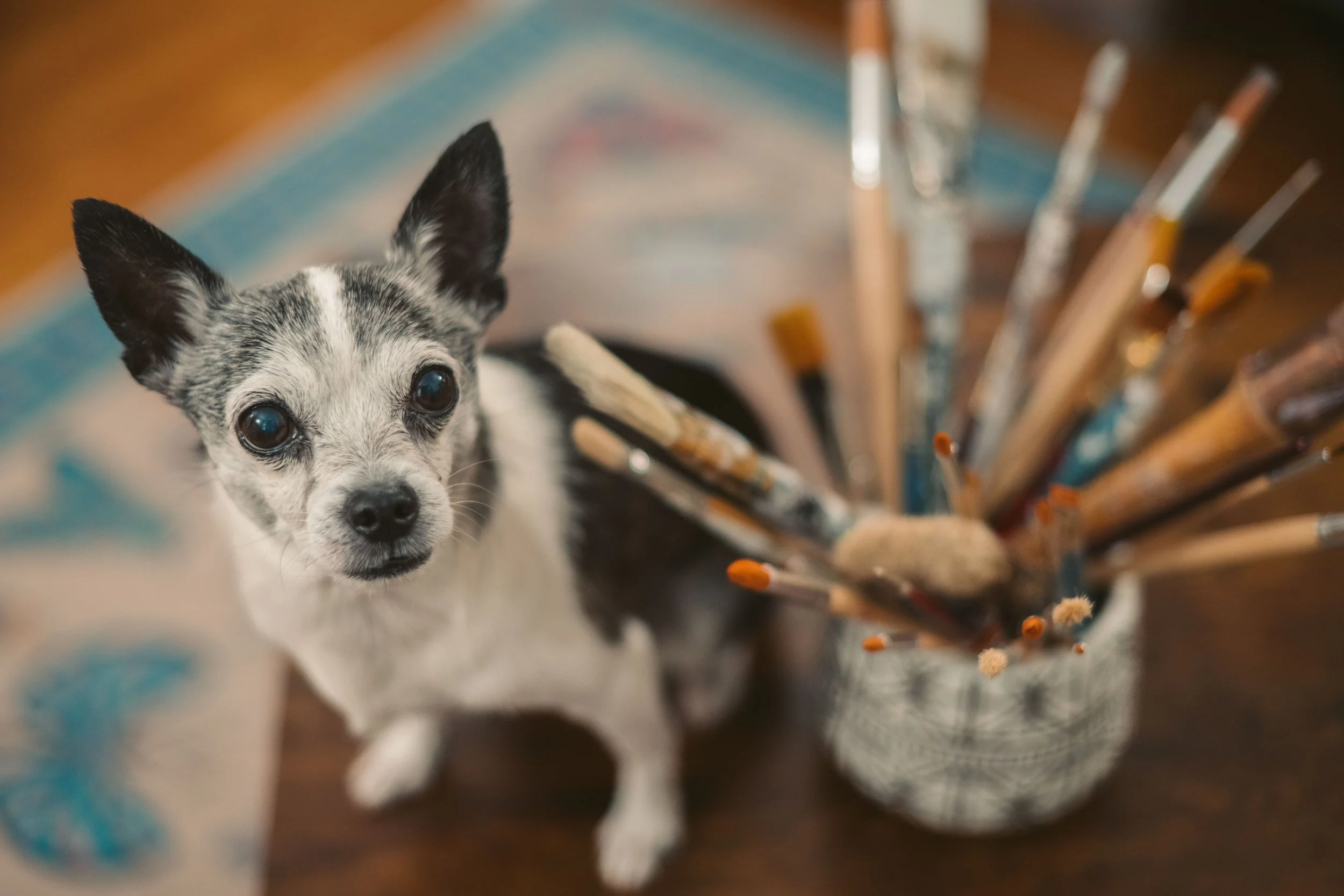 Small dog with black and white fur looking up next to a container of paintbrushes on a wooden surface.